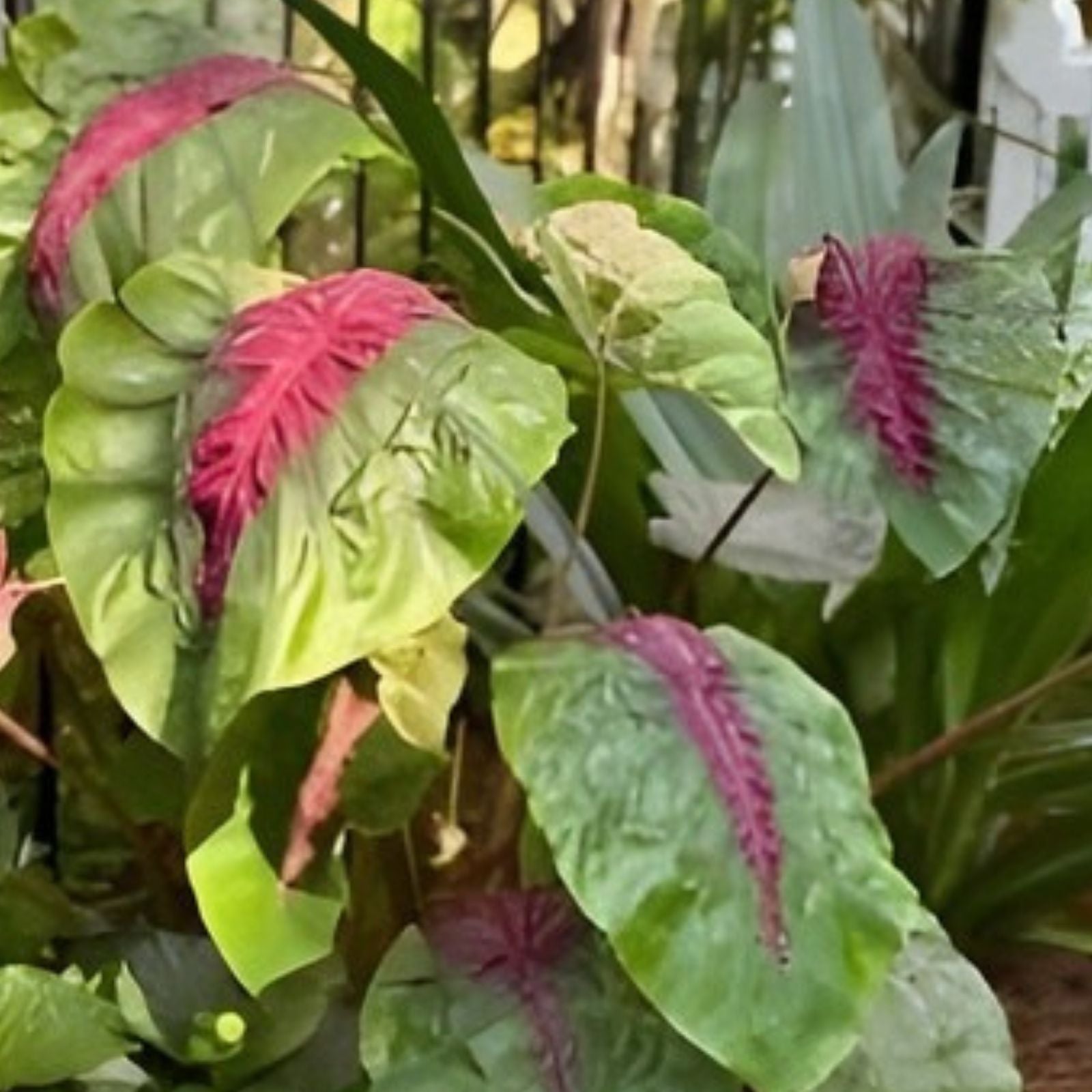 Madeira Star Elephant Ear Plant - Small Rooted Starter - Colocasia esculenta - Tropical Foliage for Gardens and Containers