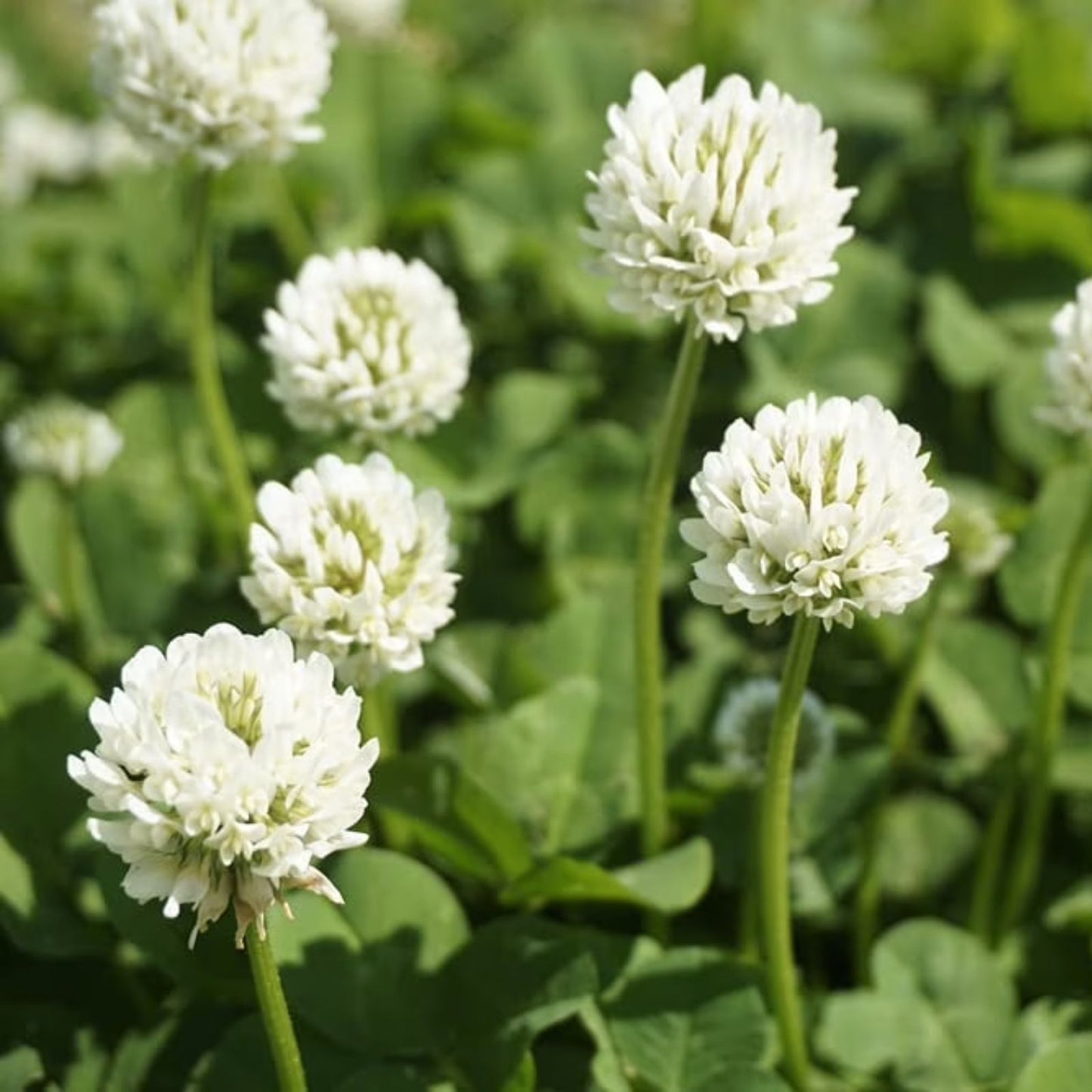 Dutch White Clover Seeds 500+ for Food Plot, Cover Crop, Pasture Trifolium repens
