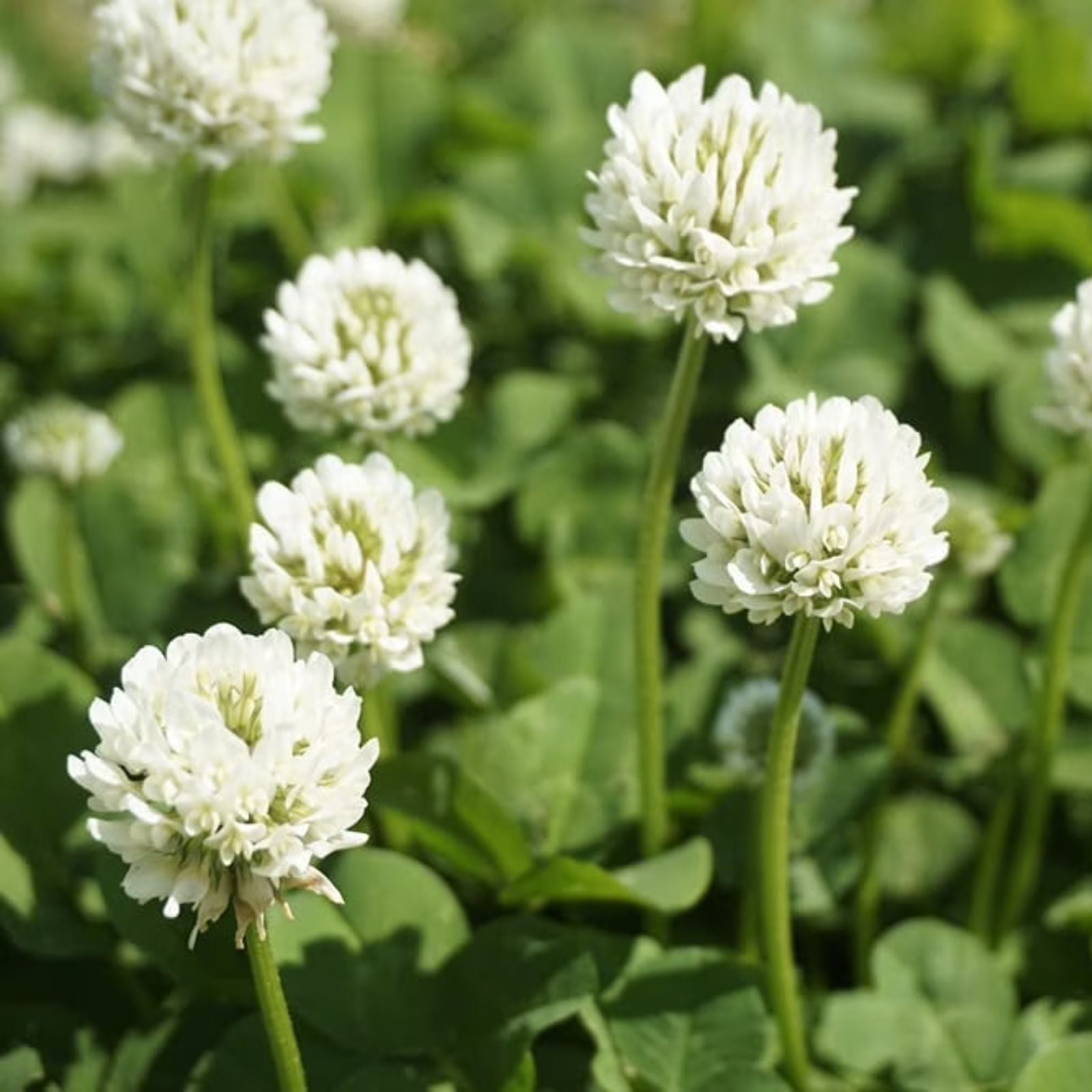 Dutch White Clover Seeds 500+ for Food Plot, Cover Crop, Pasture Trifolium repens