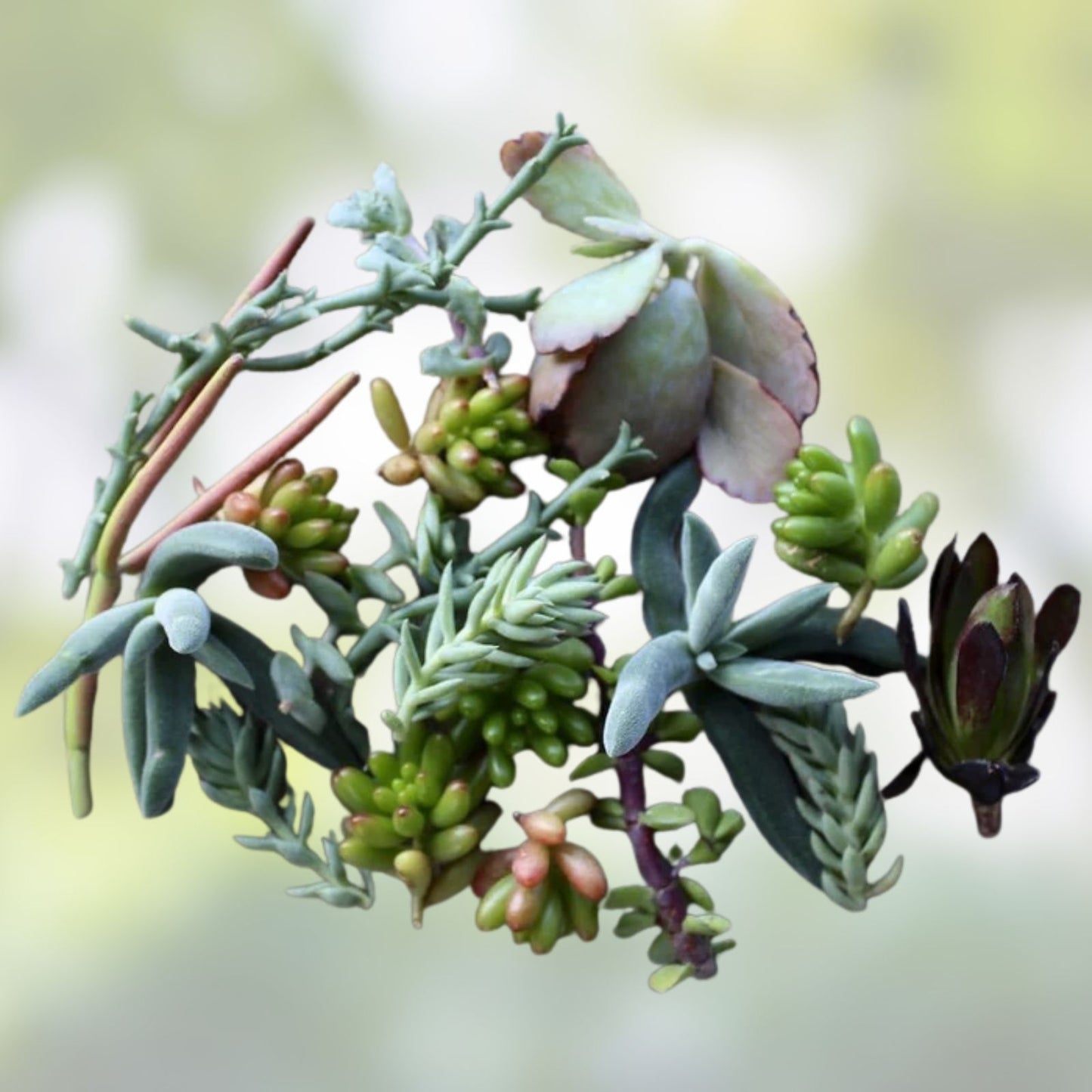 Assorted Succulent Cuttings 50-Piece Live Unrooted Starter Plants for DIY Arrangements and Gardens, Various Varieties