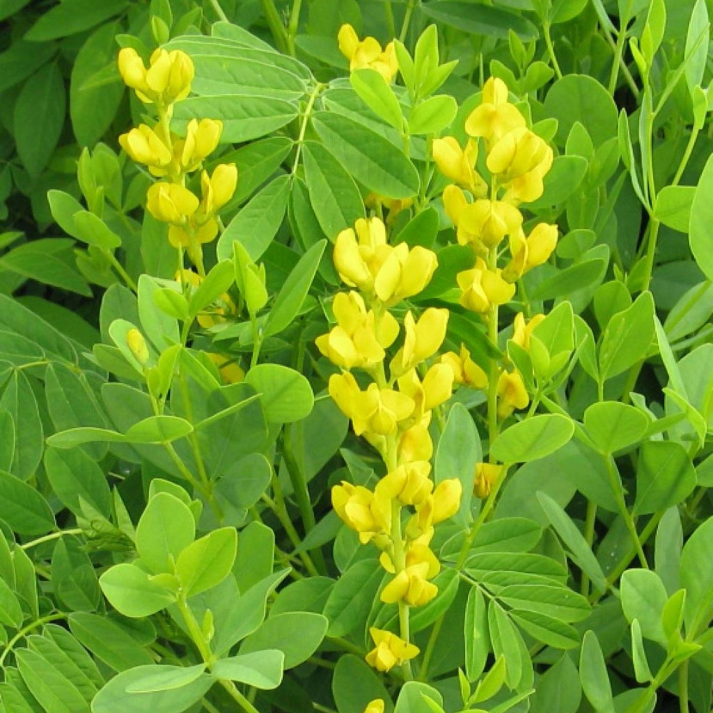 Yellow False Indigo Seeds - 30 Count Baptisia sphaerocarpa Non-Stratified Heirloom Plant Seeds for Gardening