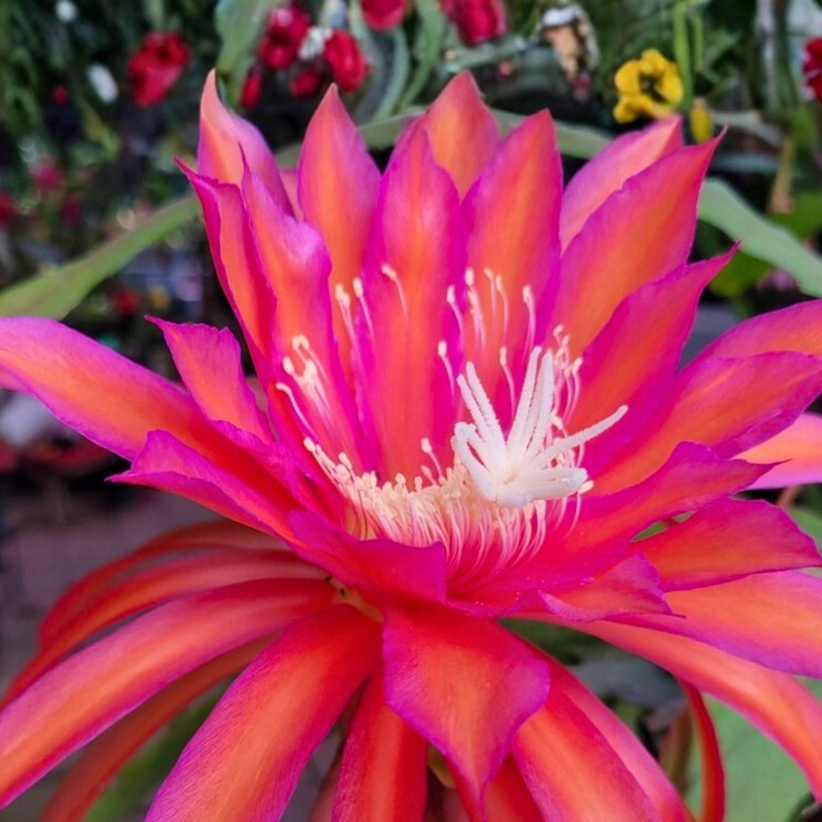 Epiphyllum Cuttings 8-10 inches Glow Bug Epicactus Unrooted Plant Propagation Succulent Cactus