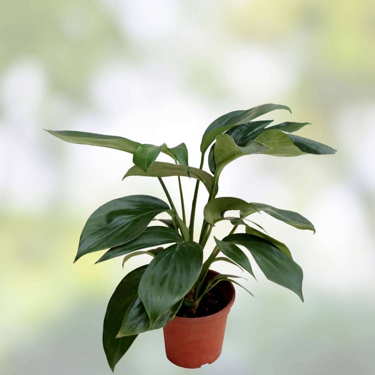 Epipremnum Pinnatum Dragon’s Tail Plant Cuttings – 3 Live Indoor Houseplant Propagation Plants