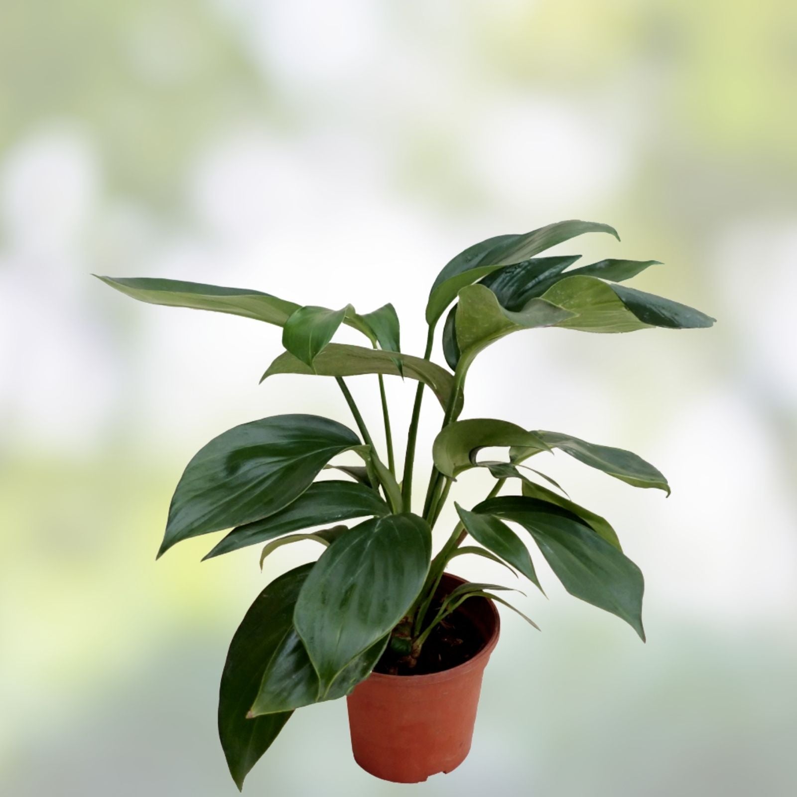 Epipremnum Pinnatum Dragon’s Tail Plant Cuttings – 3 Live Indoor Houseplant Propagation Plants