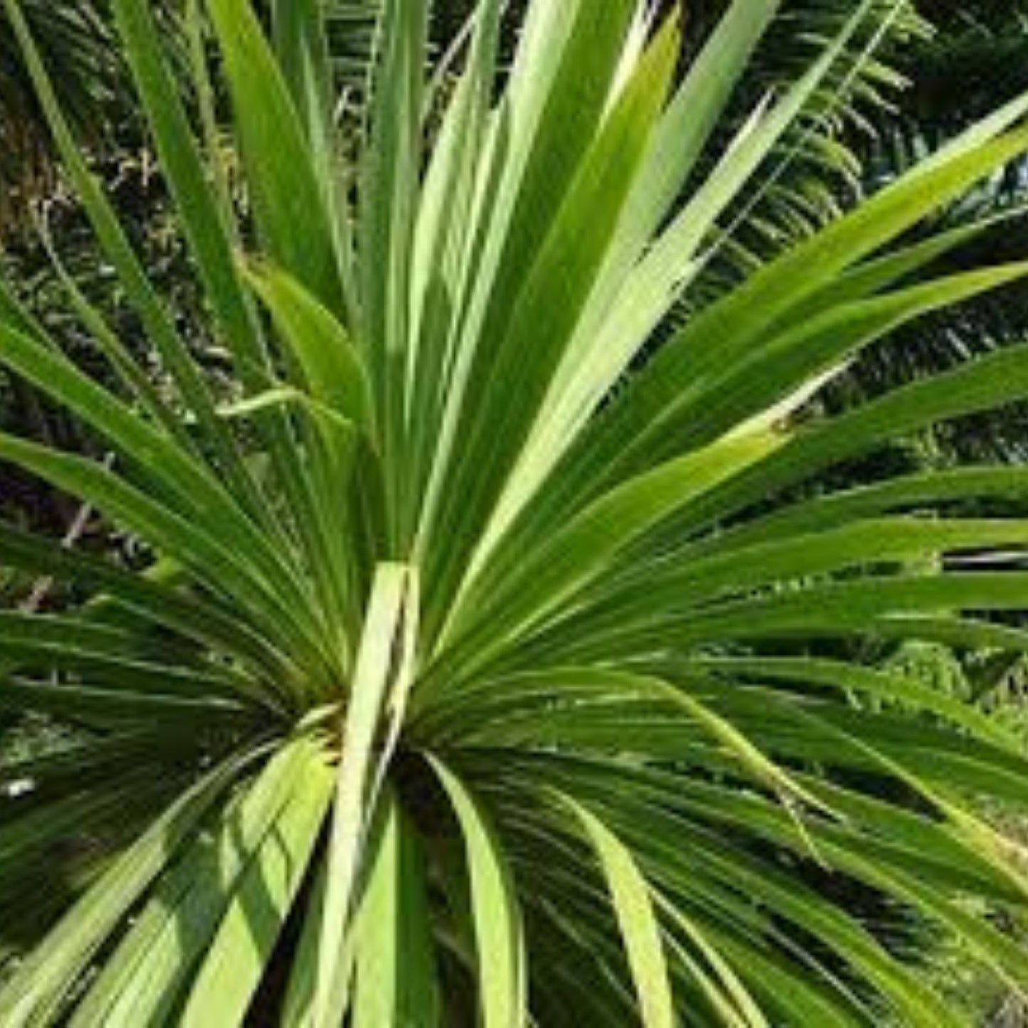 Cabbage Palm Tree Seeds 30 Count, Cordyline Australis, Tropical Garden and Landscape Planting Seeds