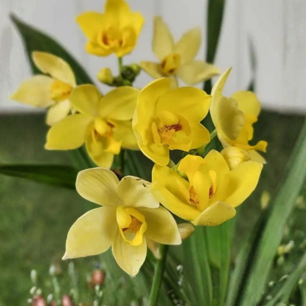 Spathoglottis plicata 'Yellow' Ground Orchid | 6in Pot | Vibrant Yellow Flowers | Easy Care Indoor/Outdoor Plant