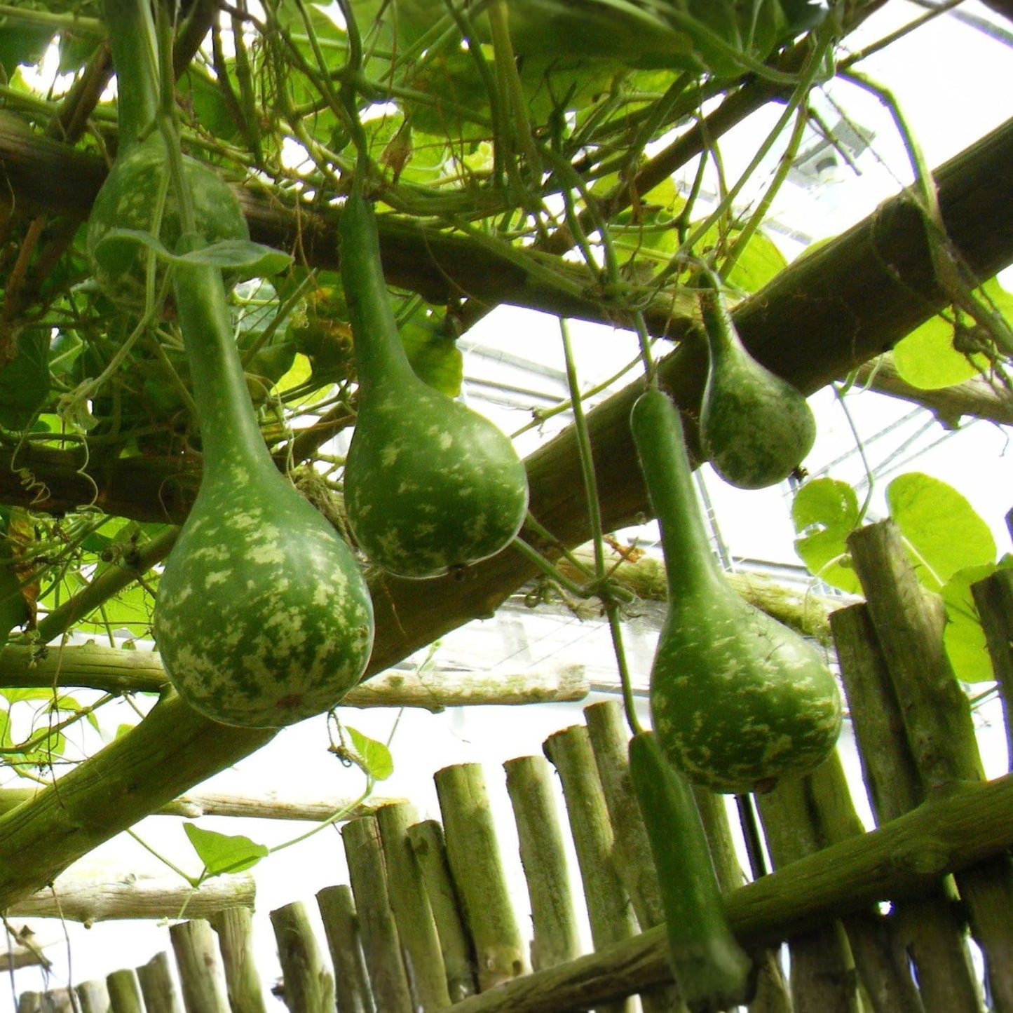 Dinosaur Gourd Seeds for Planting - 20 Seeds - Big Club Shaped Gourds - Lagenaria siceraria