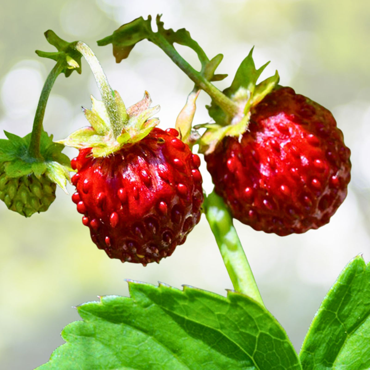 Wild Mock Strawberry Bare Root 12+ Pack Medicinal Herb Planting Duchesnea indica