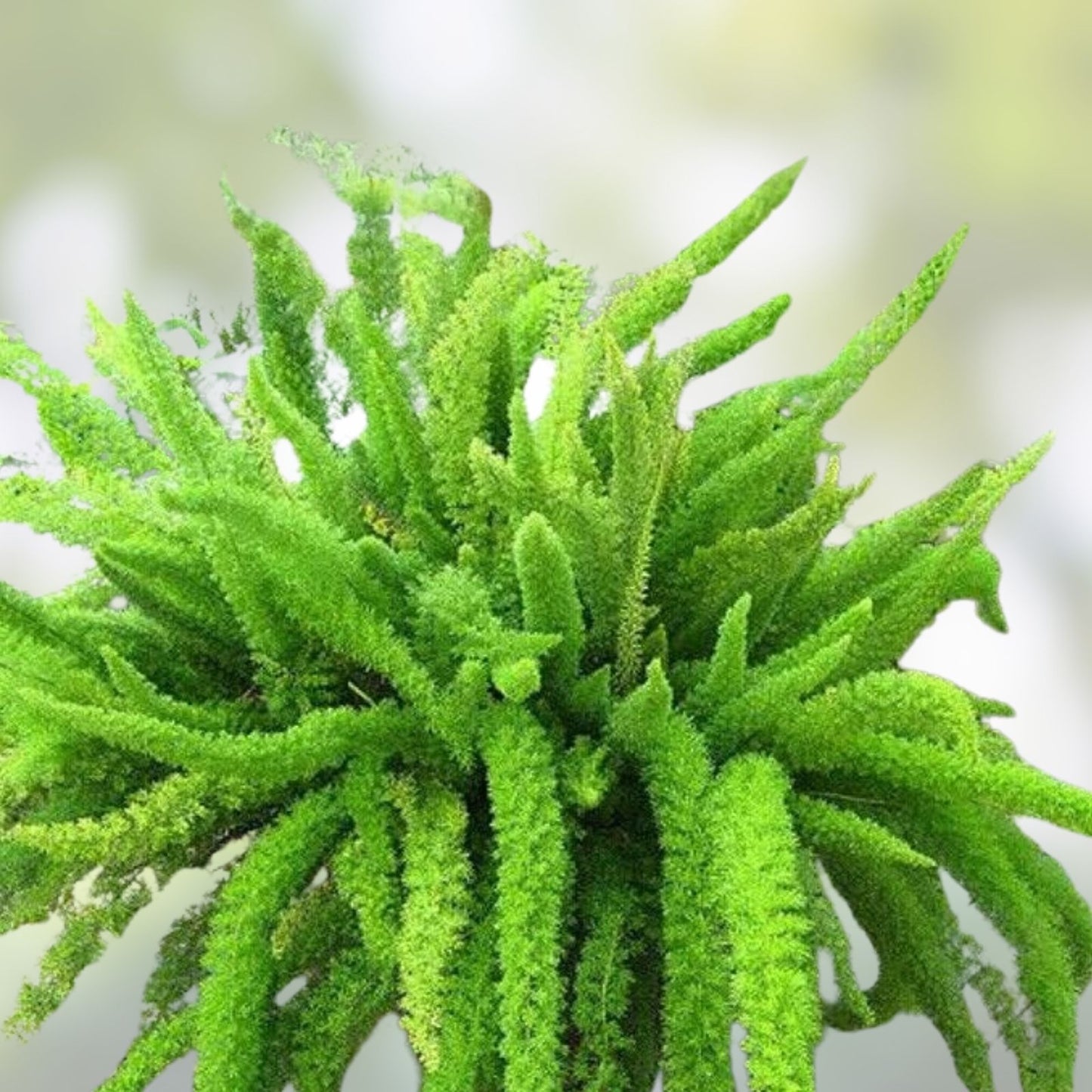 Asparagus Fern Live Plant 4 Inch Pot Mounding Variety Indoor Houseplant - Asparagus densiflorus