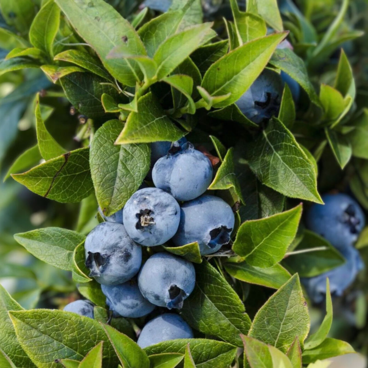 Dwarf Blueberry Plant 4-6 Inch Top Hat Variety Vaccinium angustifolium Edible Fruit Bush Container Garden