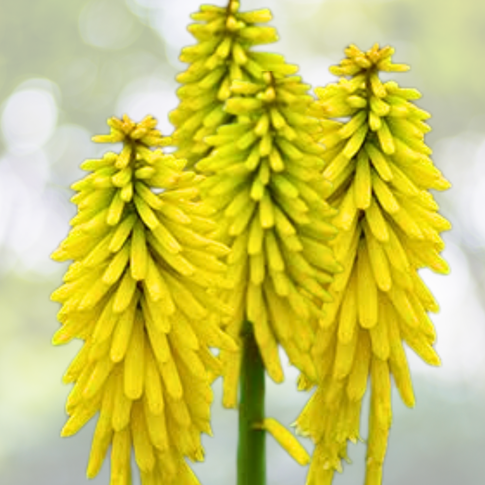 Kniphofia 'Gold Rush' Starter Plant - Bright Yellow Flowers - Red Hot Poker Plant - Ideal for Gardens