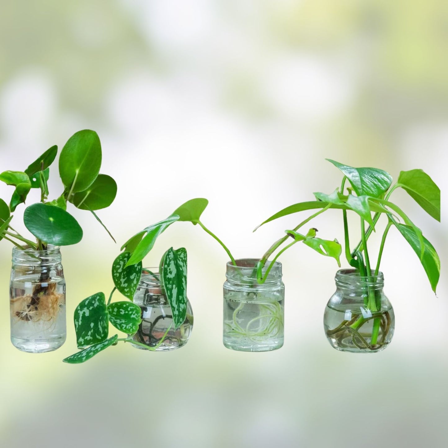 16 Rooted Plant Cuttings - Assorted Varieties for Propagation, Indoor Garden, Home Plants