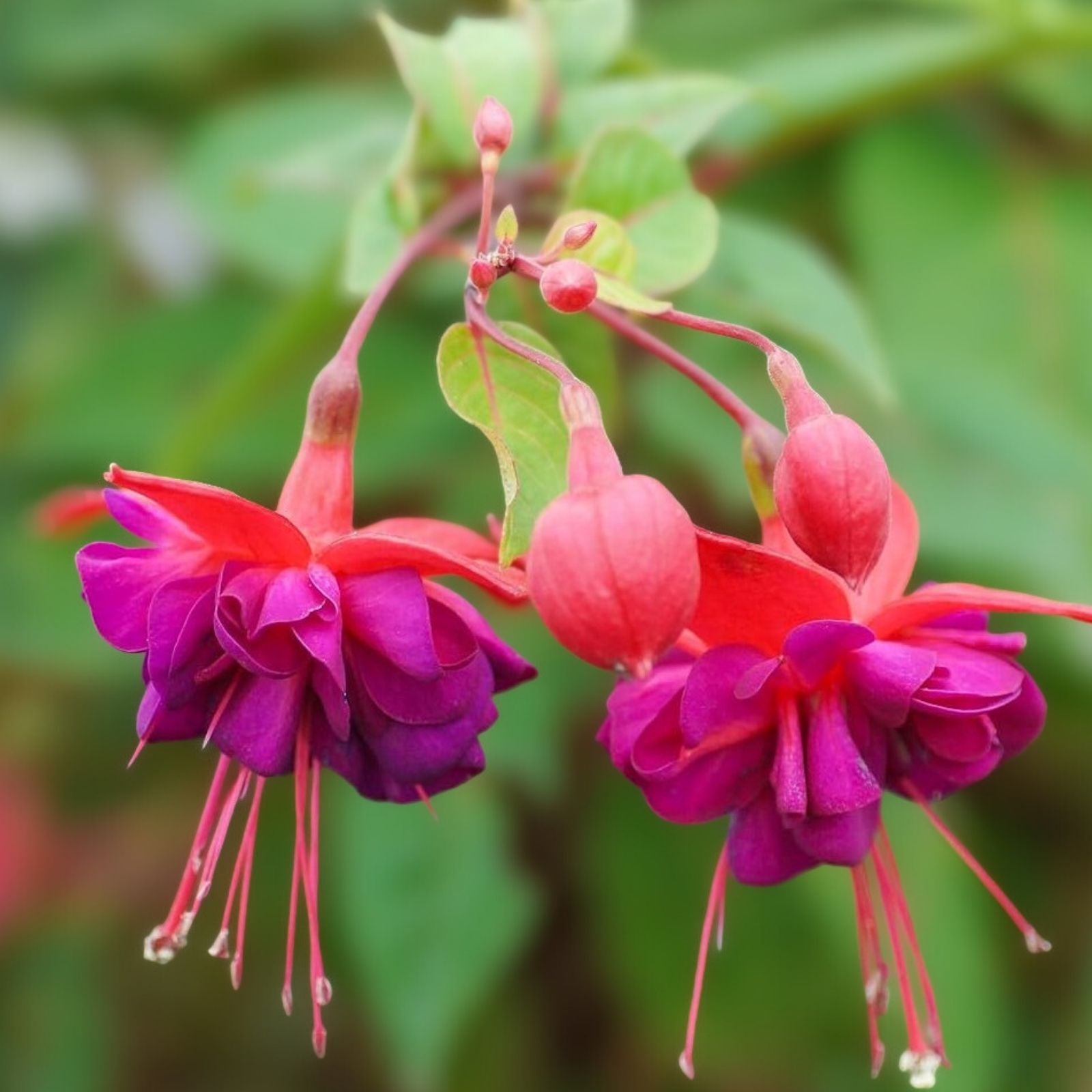 Dollar Princess Fuchsia Live Plant, 4-6 Inches, Colorful Blooms, Fuchsia magellanica