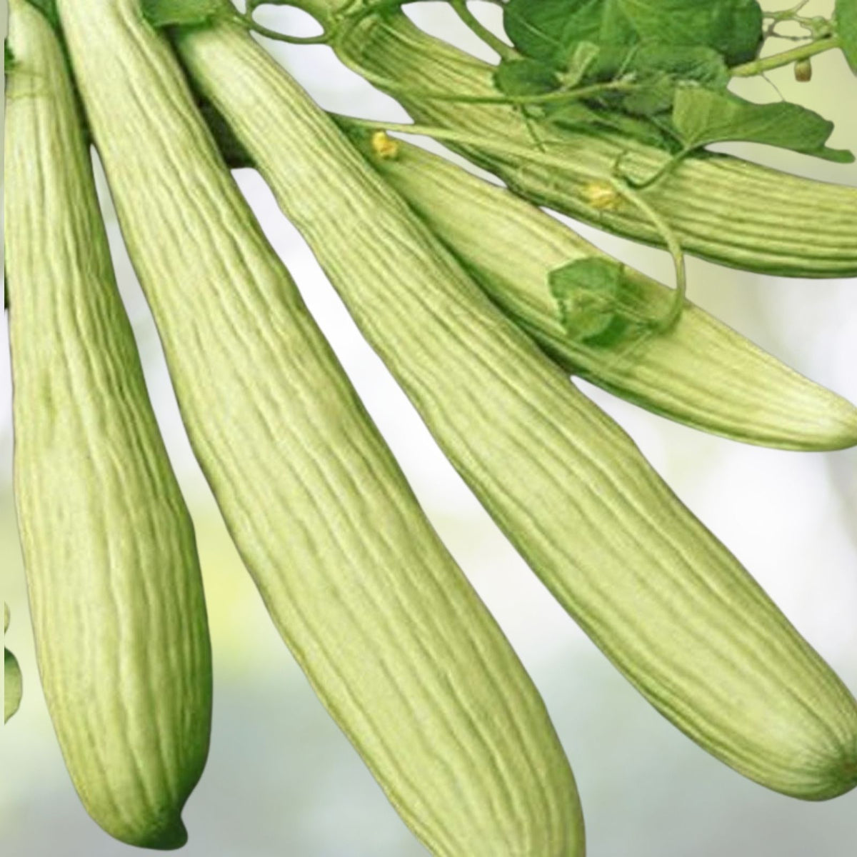 Dark Green Cucumber Seeds | NON-GMO Heirloom | Metki Cucumis sativus | Organic Gardening Seeds for Home Garden