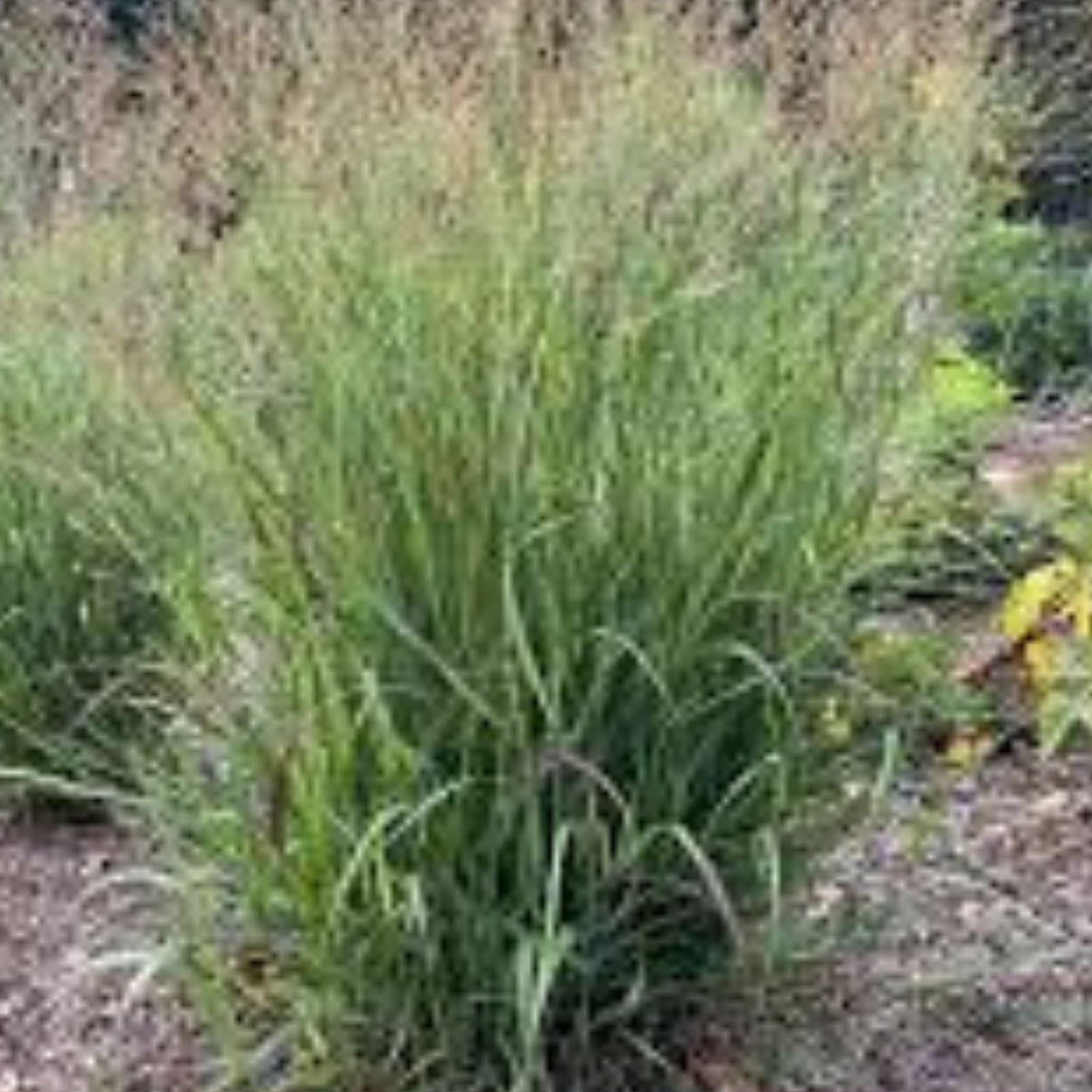 Switchgrass Seeds 1,000 Count - Fast Growing Prairie Grass (Panicum virgatum) for Landscaping and Wildlife Gardens