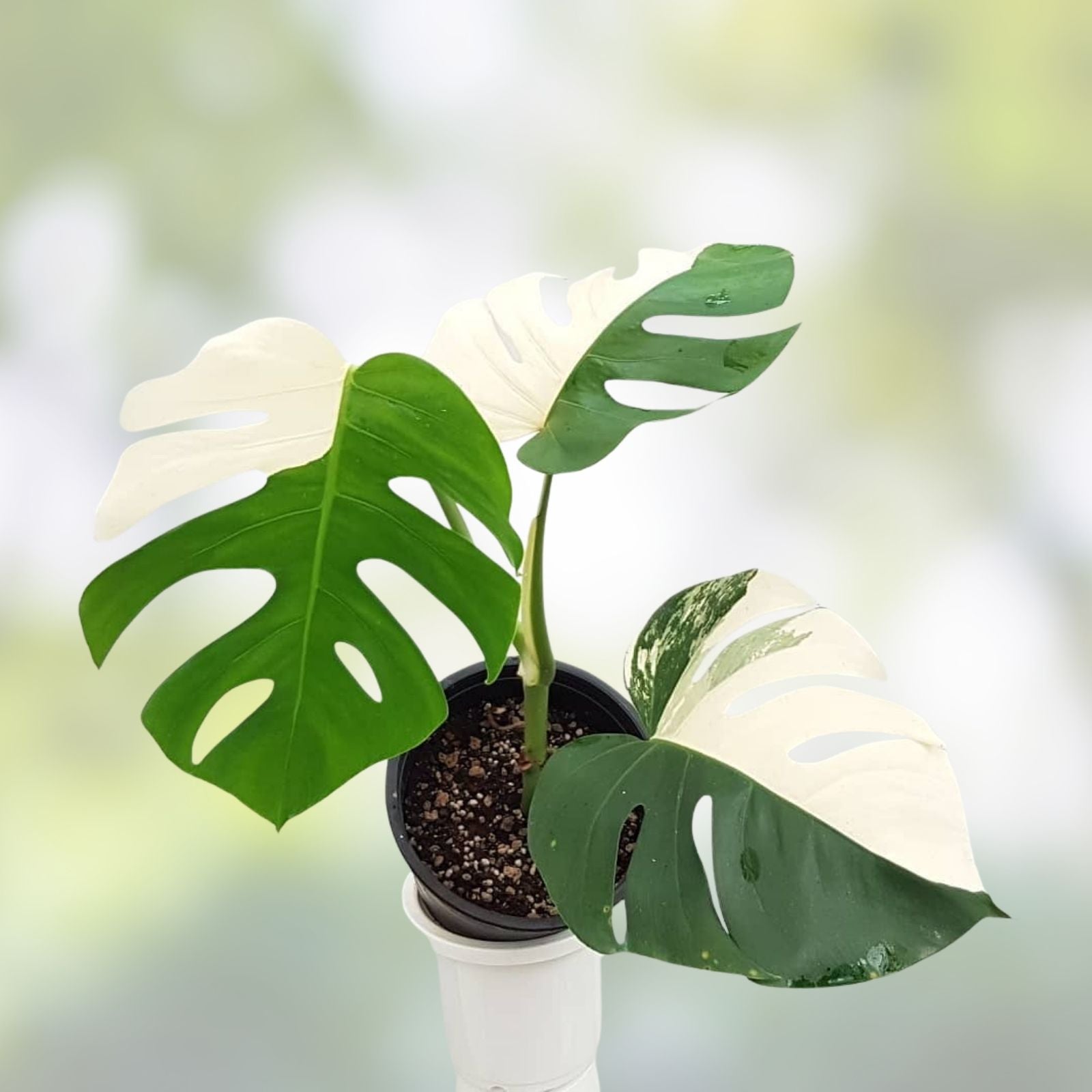 Monstera Albo Variegated Cutting - Rare Plant, Lightly Rooted, Monstera deliciosa var, albo-variegata