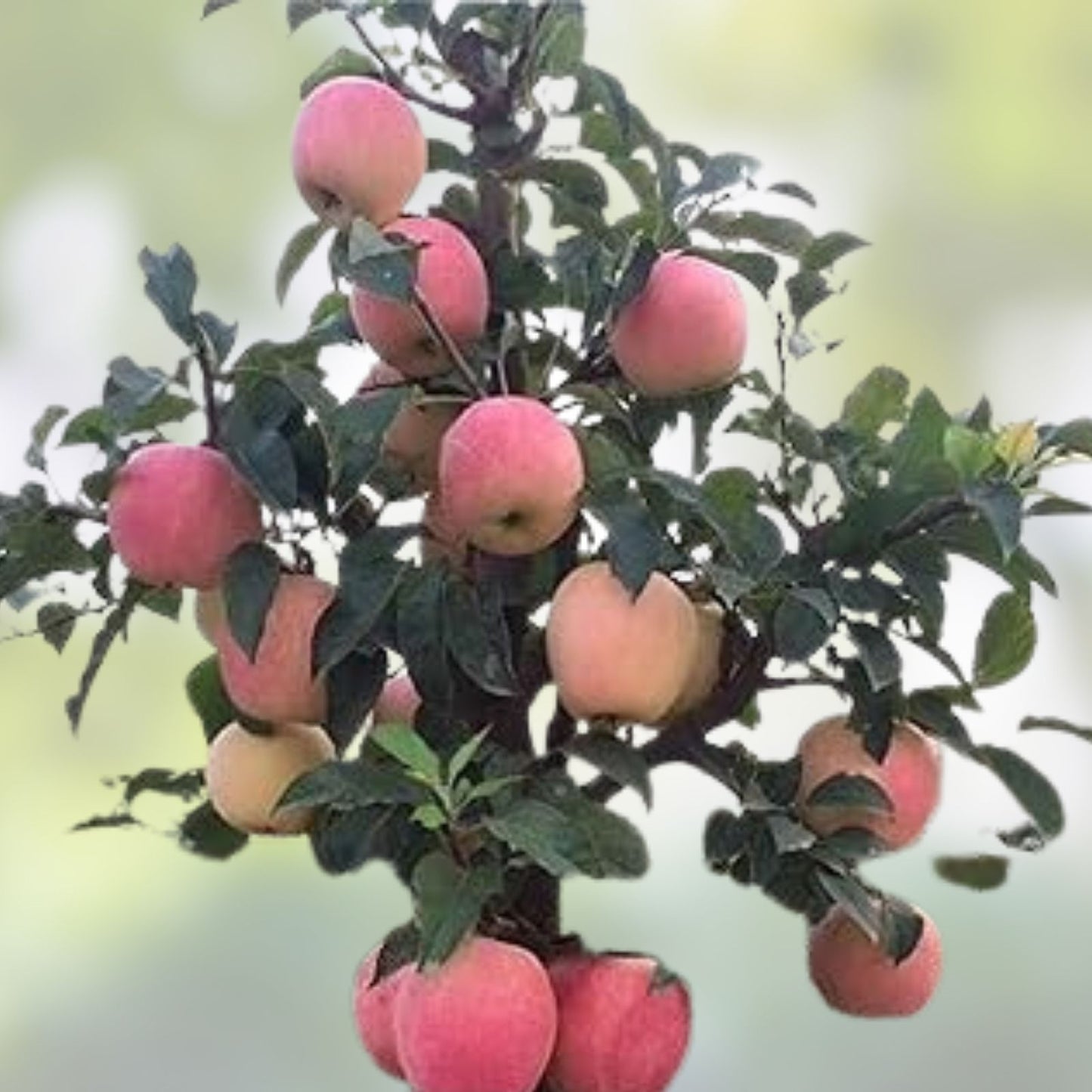 Dwarf Bonsai Apple Tree Seeds - 20 Pack - Indoor Fruit Tree - Malus domestica - Exotic Small Tree for Gardening