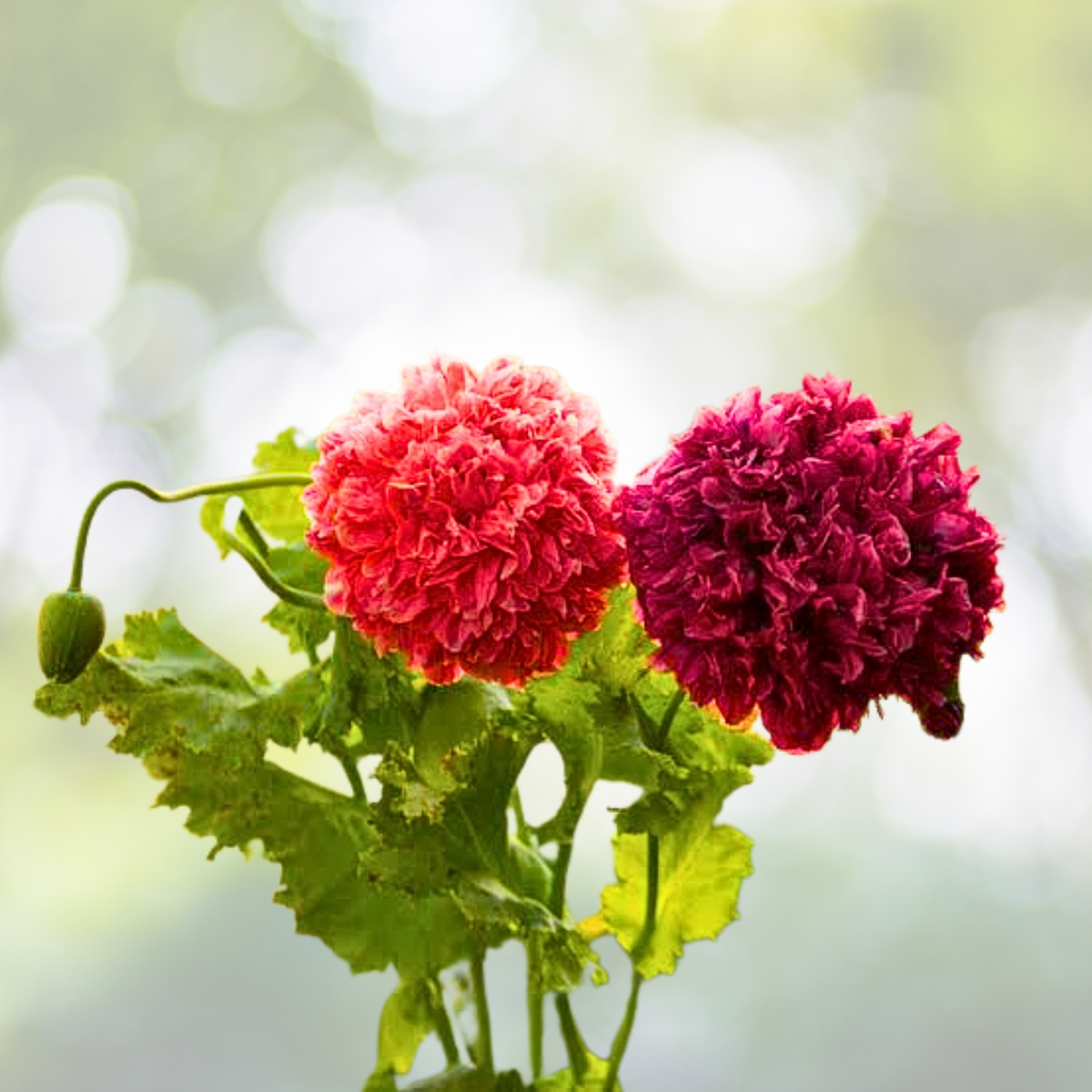 Poppy Seeds - 500 Organic Red Mix Seeds for Large Flowers - Papaver somniferum