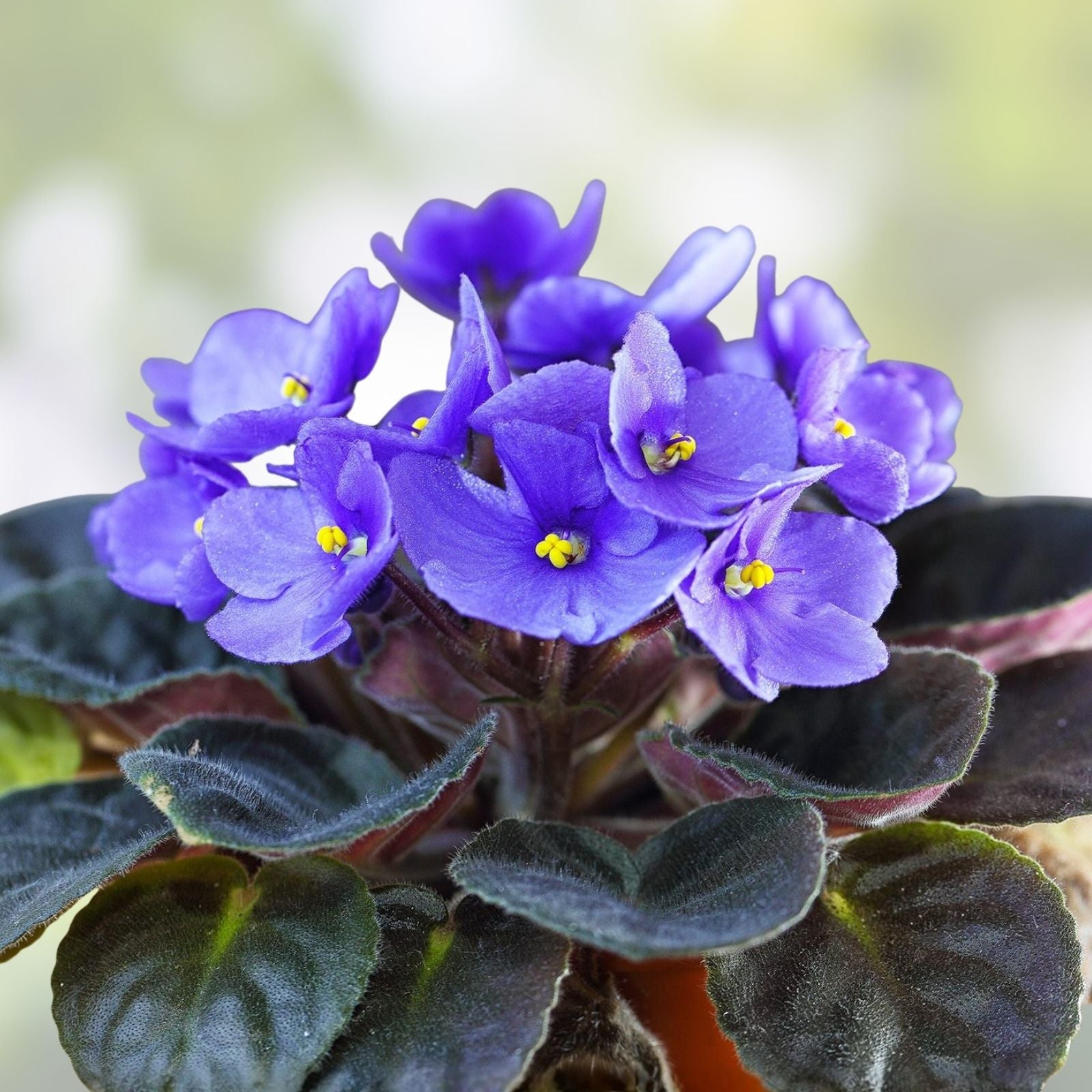 Fresh African Violet Leaf Cuttings - AV-Soap Bubbles & AV-Mylnye Puzyri - Saintpaulia Houseplant Propagation