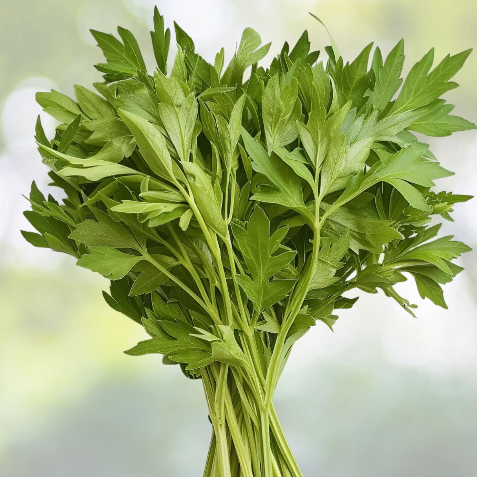 Lovage Seeds - 300+ Perennial Culinary Herb - Celery Fennel Parsley Flavor - Levisticum officinale - USA