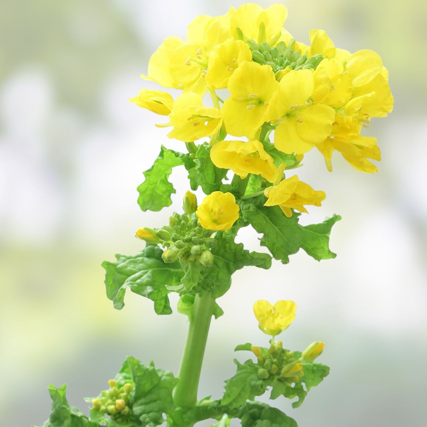Brassica Dwarf Essex Forage Rape Seed 1 lb – Food Plots & Cover Crops, Brassica napus