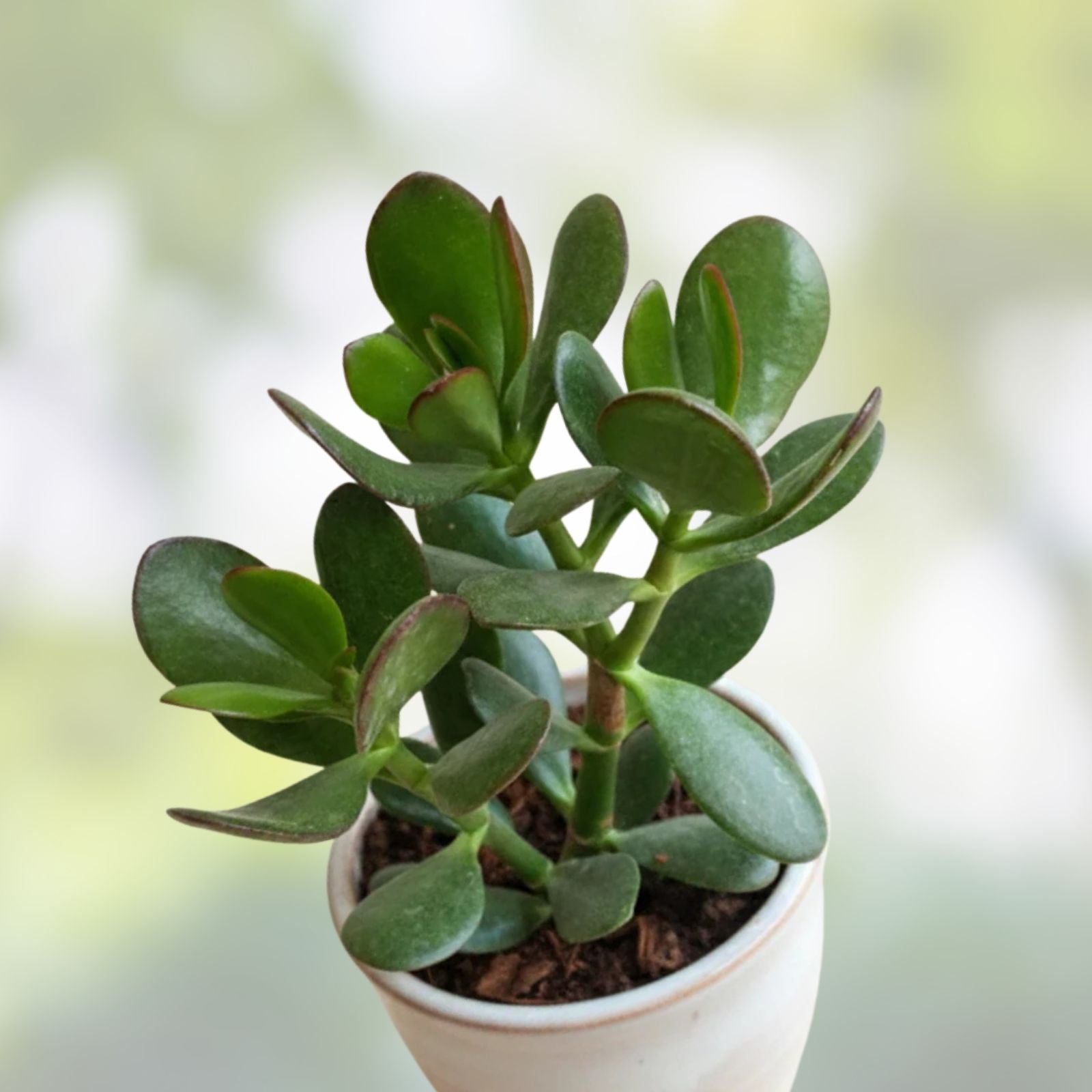 Thick Cutting Jade Plant Succulent 4-6" Crassula ovata Indoor Houseplant Easy Care Low Light
