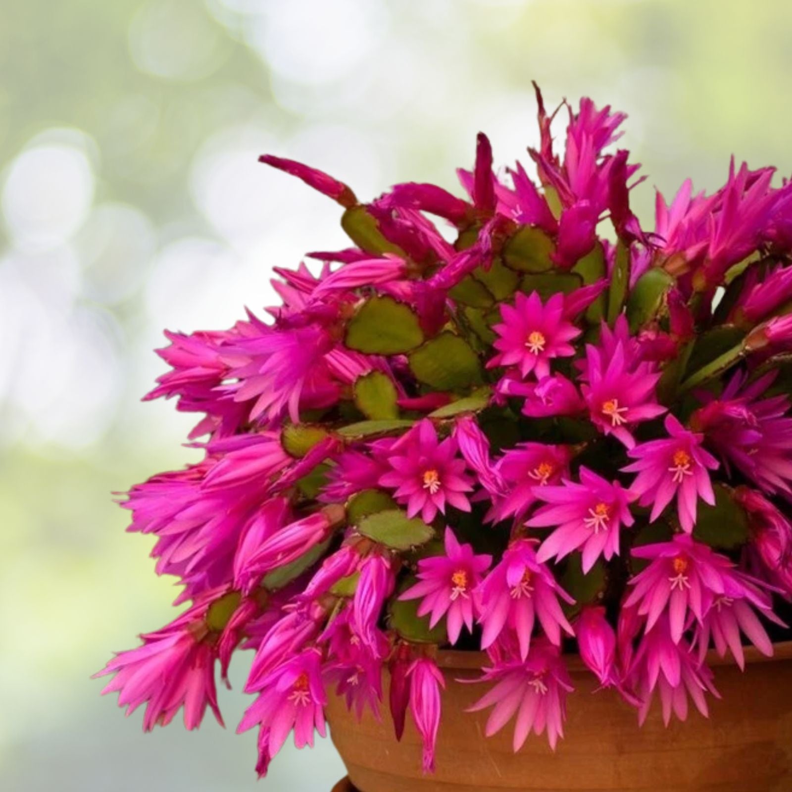 Pink-Easter-Cactus-Live-Plant-3-Inch-Pot-Spring-Cactus-Hatiora-gaertneri