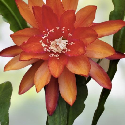 Epiphyllum Unrooted Cuttings 8-10 Inches Clarity's Crown of Light Epiphyllum oxypetalum