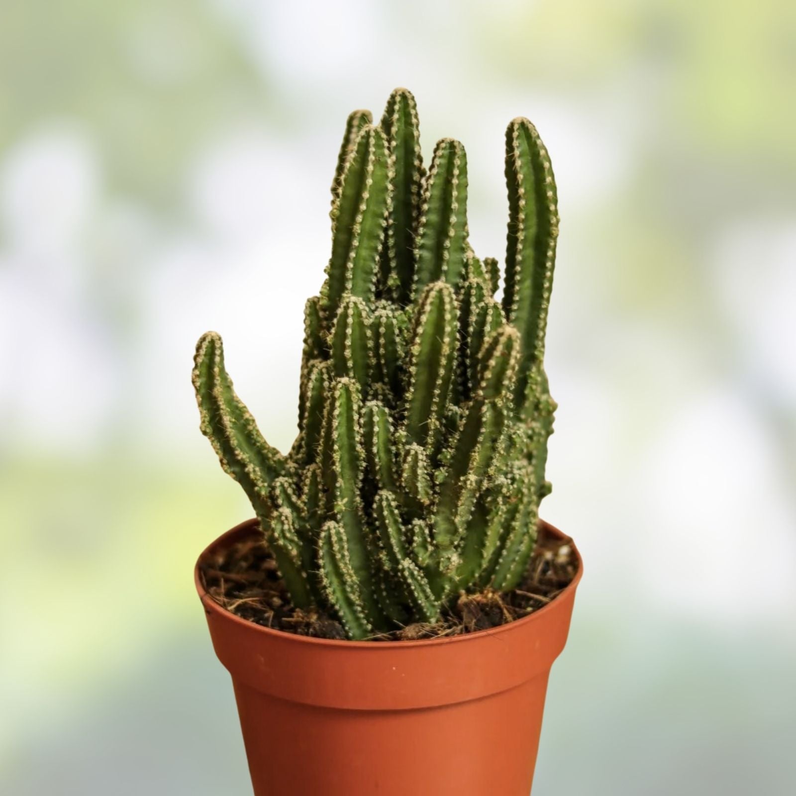 Live Rooted Triangle Cactus Plant – Acanthocereus Tetragonus – Unique Succulent from Naples Florida