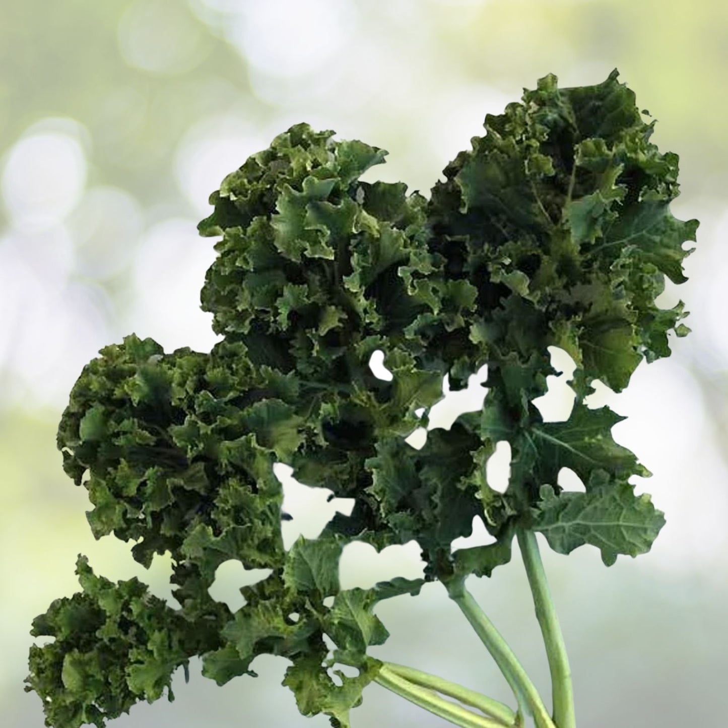 Kale Seeds 500 Count Dwarf Siberian Heirloom Non-GMO Healthy Greens Brassica oleracea