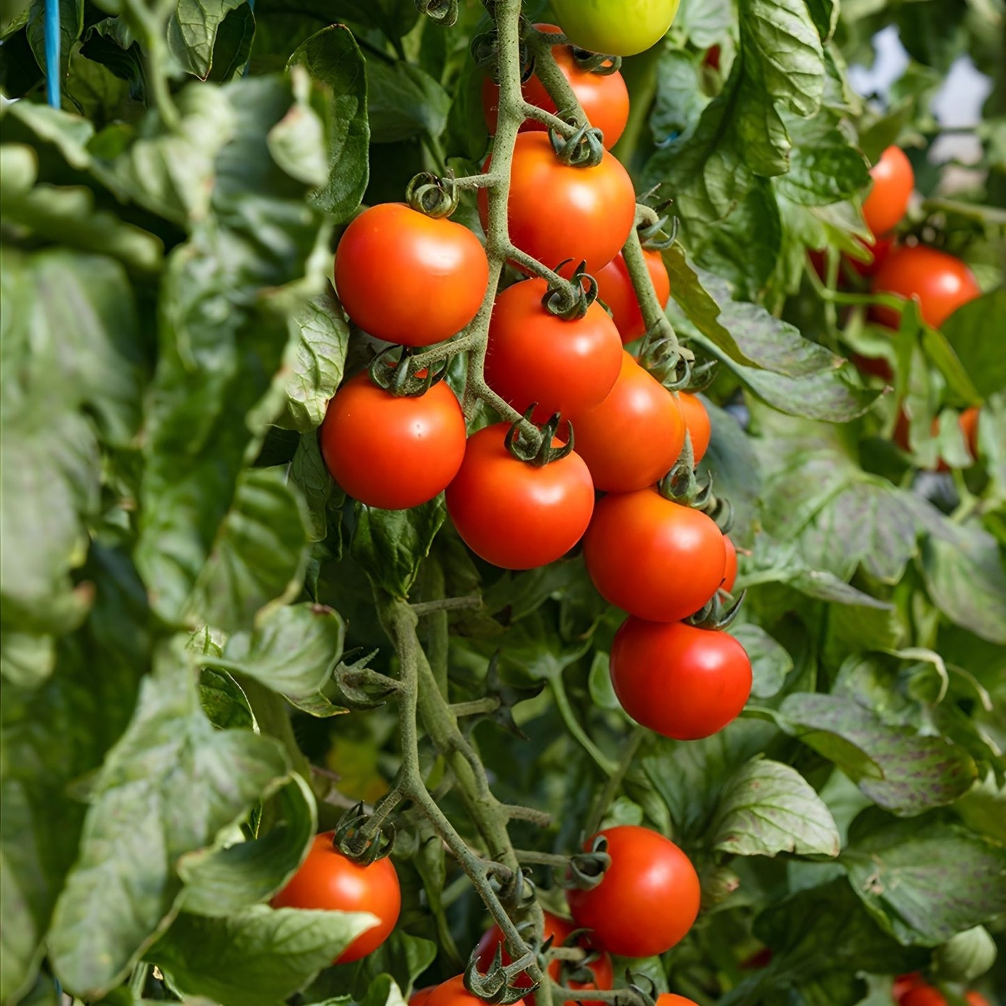 Dwarf Bush Cherry Tomato Seeds 100 Count Heirloom Variety Solanum lycopersicum for Home Gardening