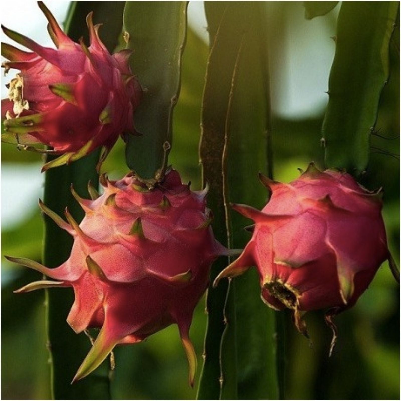 Dragon Fruit Cuttings - Maria Fucsia Variety - Hylocereus undatus - Edible Fruit Plant Propagation