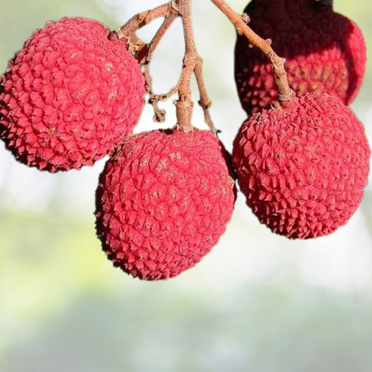 Lychee Seeds - 10pcs Non-GMO Heirloom Litchi Seeds for Gardening - Tropical Fruit Variety (Litchi chinensis)