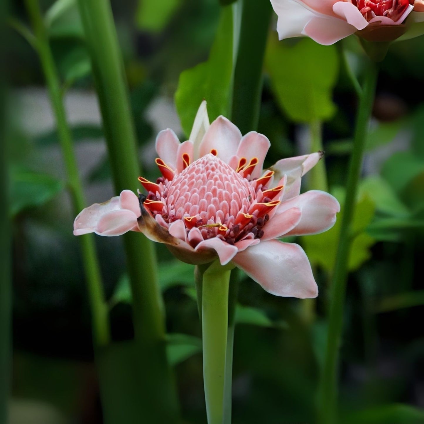 Torch Ginger Seeds - 20 Seeds - Pink Etlingera elatior - Combrang, Wax Flower