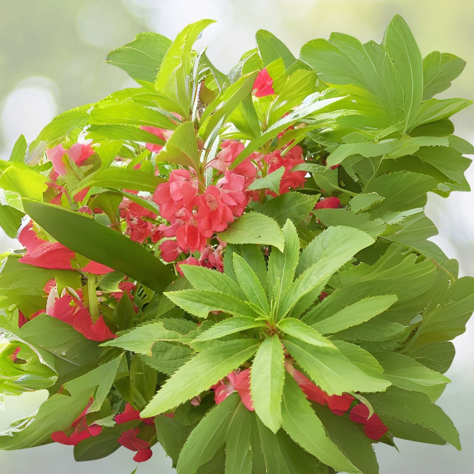 Semillas de Flor Belen - 50+ Seeds - Various Colors - (Plectranthus amboinicus)