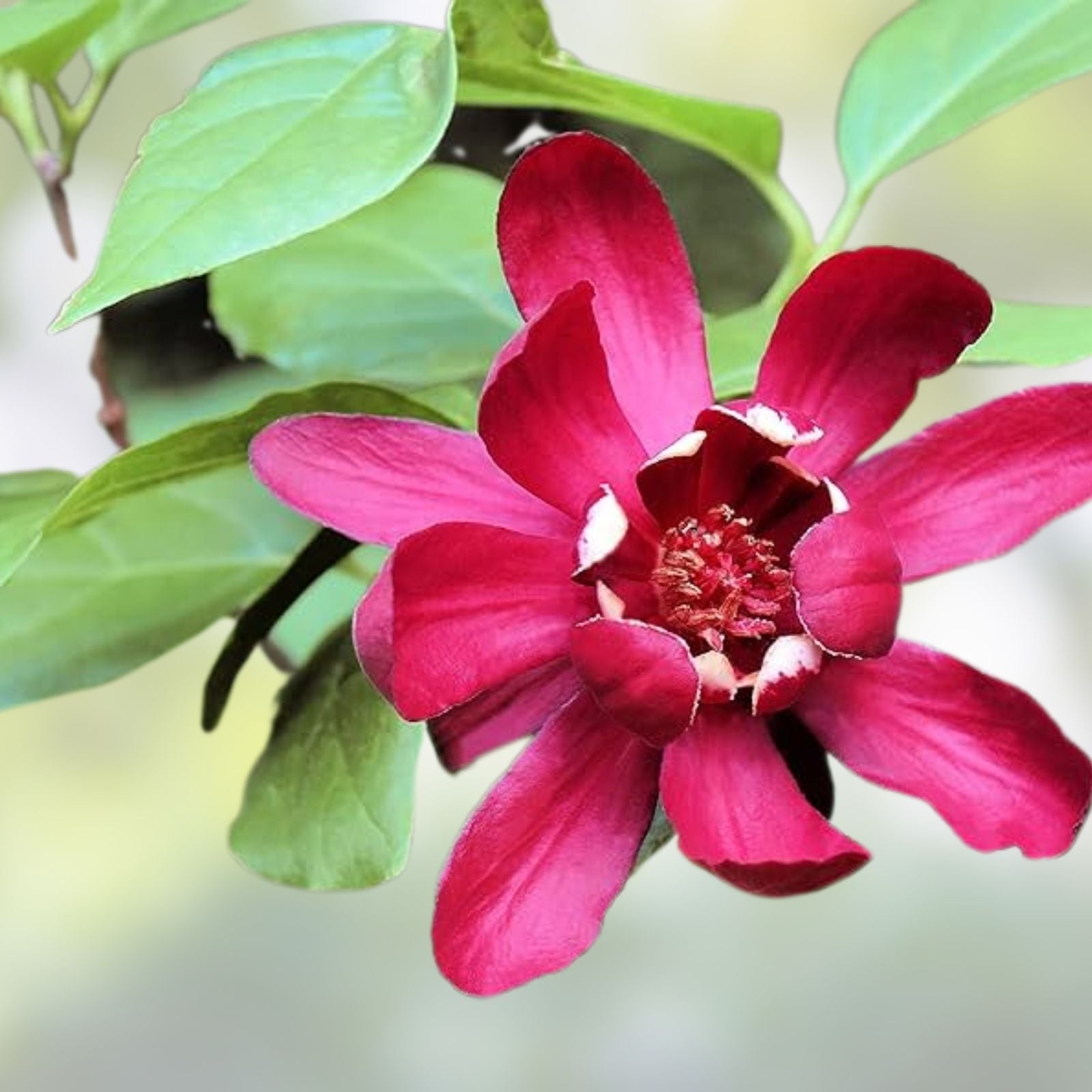 Sweetshrub Seedlings in 4-Inch Pots, Fragrant Blooms, Calycanthus floridus, Garden Planting, Ornamental Shrubs