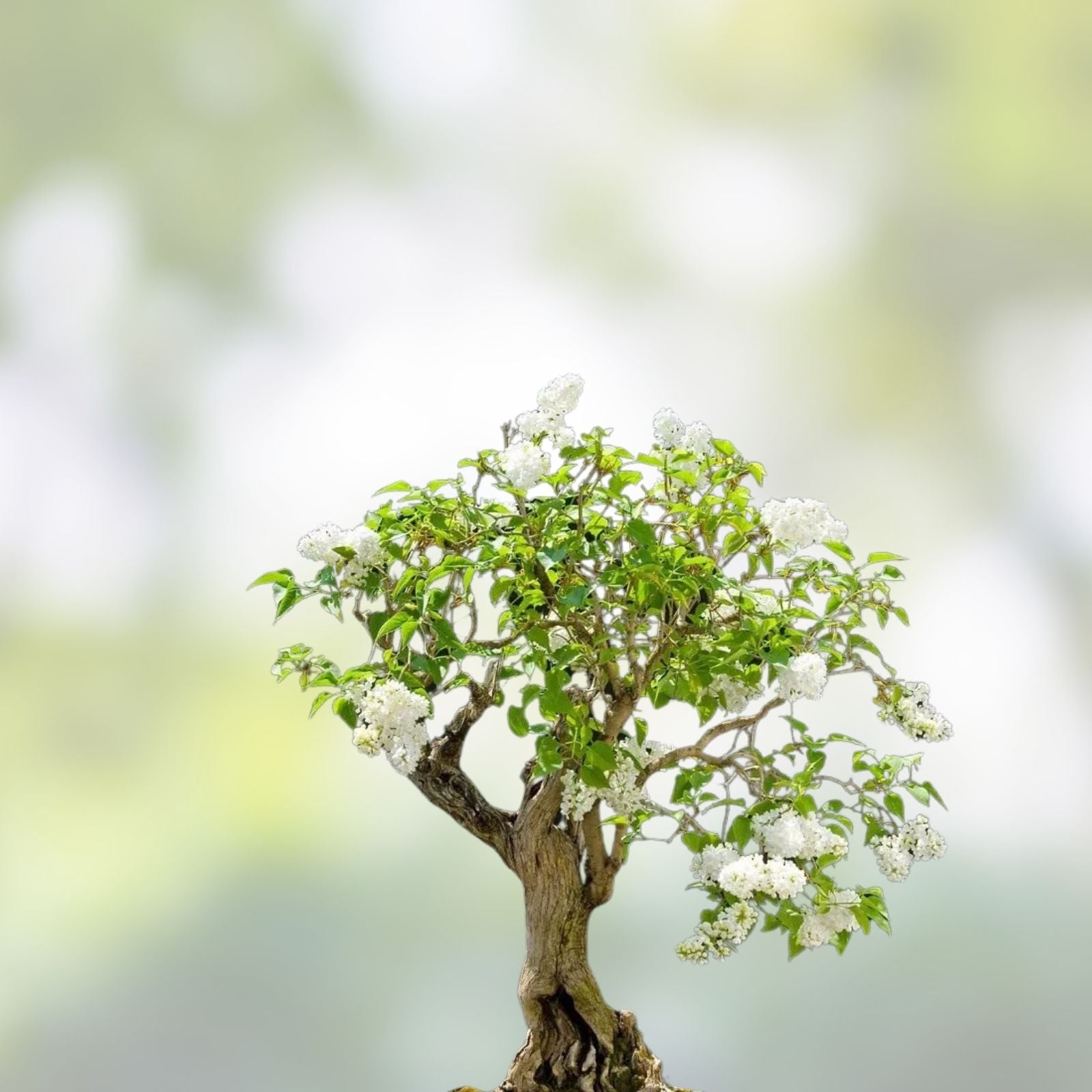 Japanese White Lilac Bonsai Seeds - 30 Seeds - Syringa reticulata - Unique Bonsai Tree Cultivation and Planting Supplies