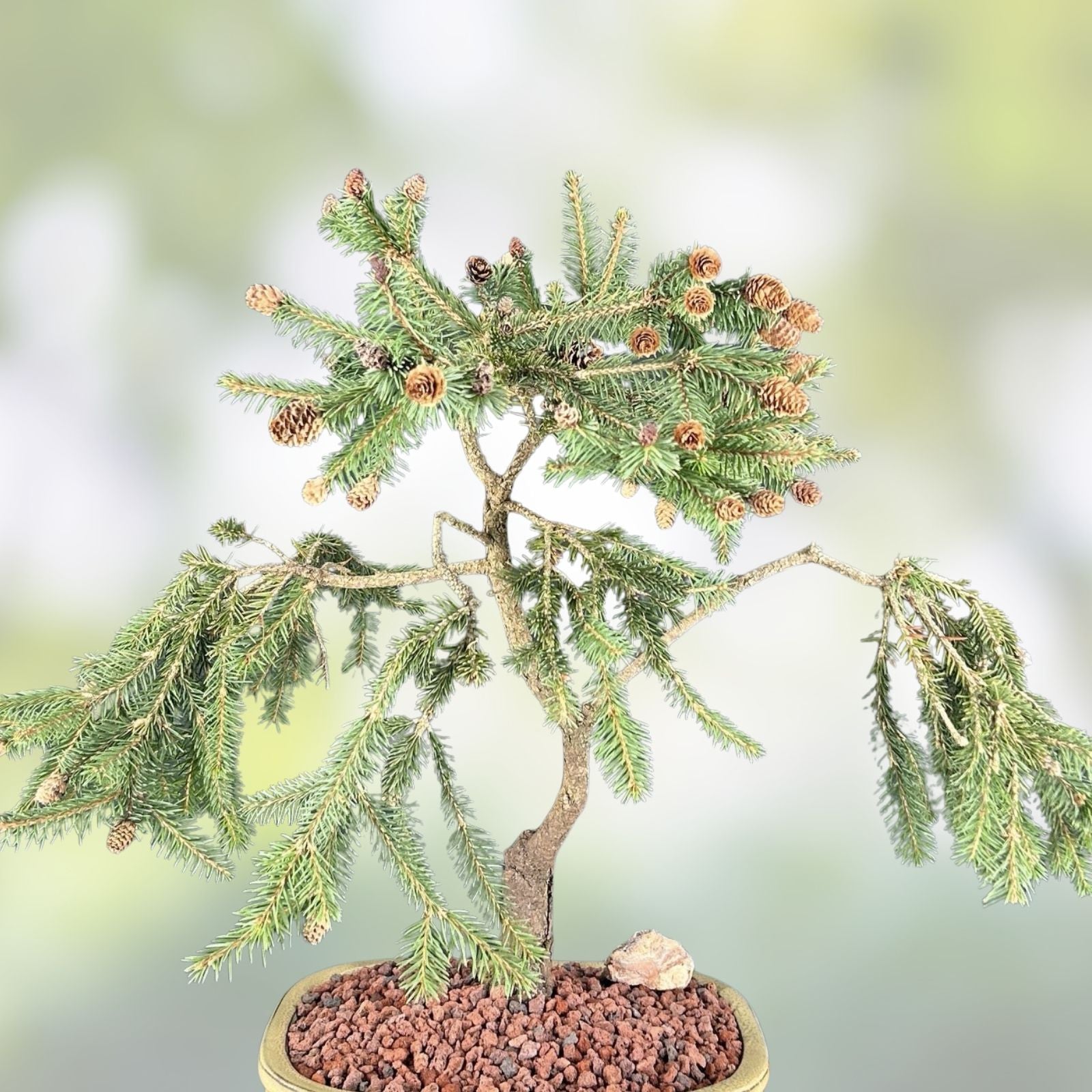Norway Spruce Bonsai Tree Seeds - 30 Seeds - Evergreen Conifer - Picea abies - Garden Planting, Indoor, Outdoor Growth