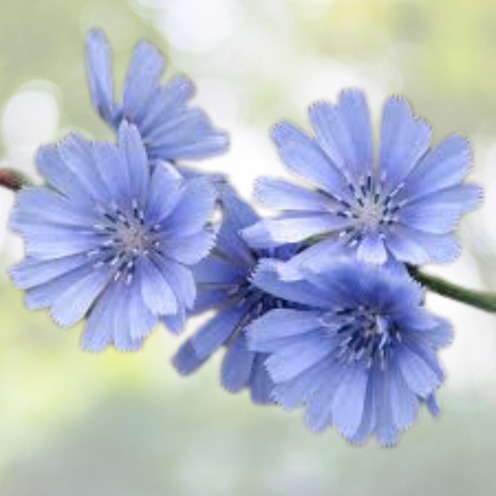 Chicory Seeds - 500+ Blue Sailors Coffee Weed - French Endive Perennial Herb - Cichorium intybus - USA