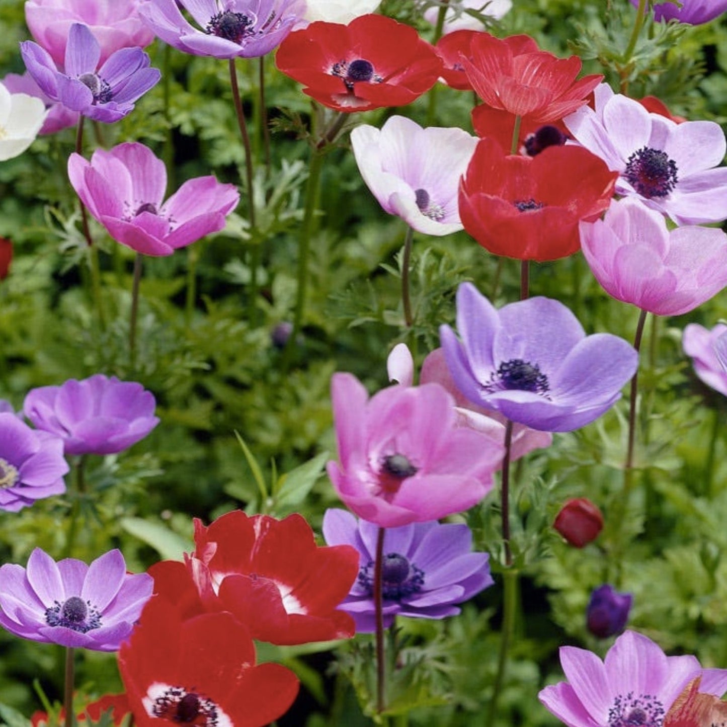 Anemone De Caen Flower Bulbs 25 Pack Mixed Colors Anemone coronaria Garden Bulbs for Spring Blooming