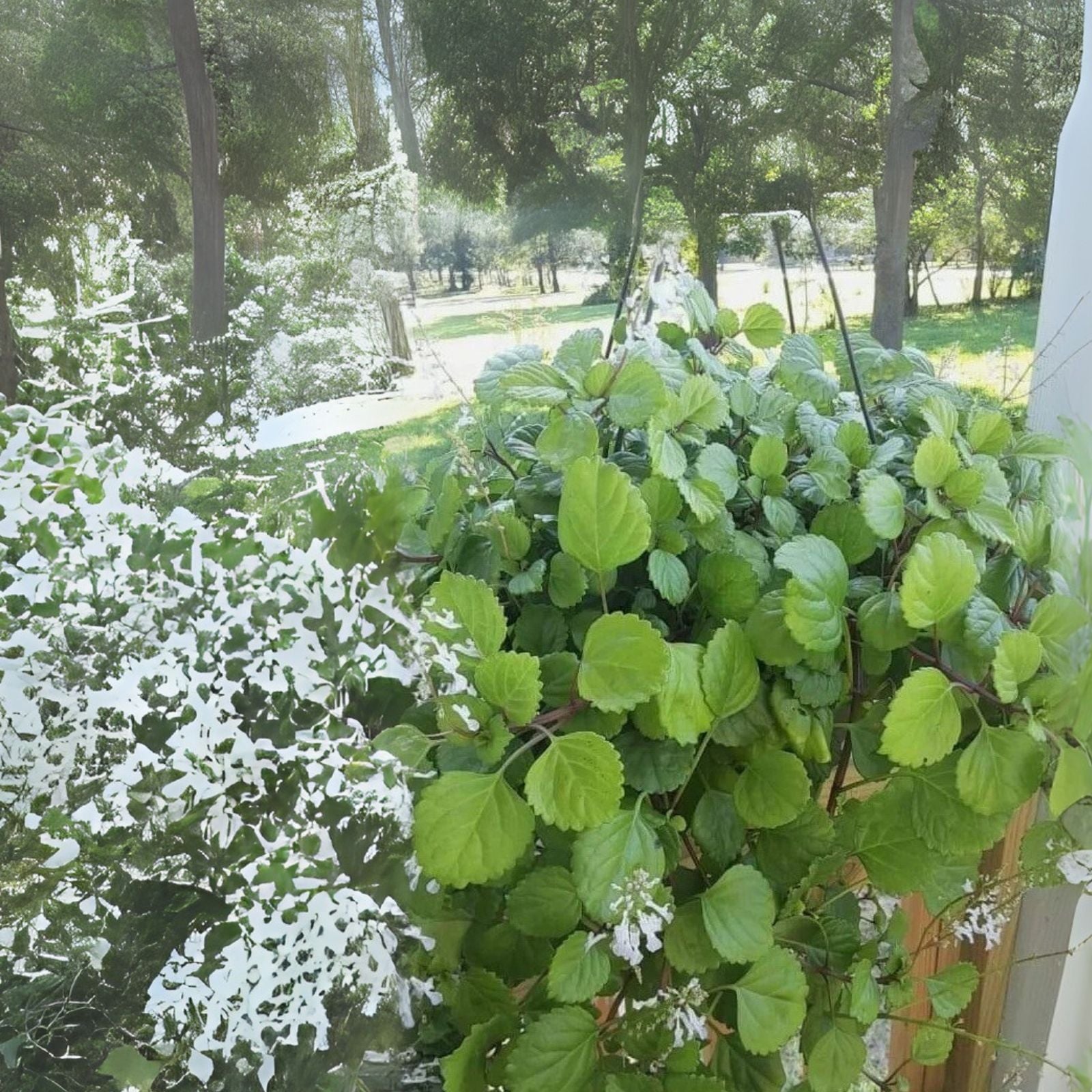 Swedish Ivy Plant Ready to Grow with Roots - Plectranthus verticillatus