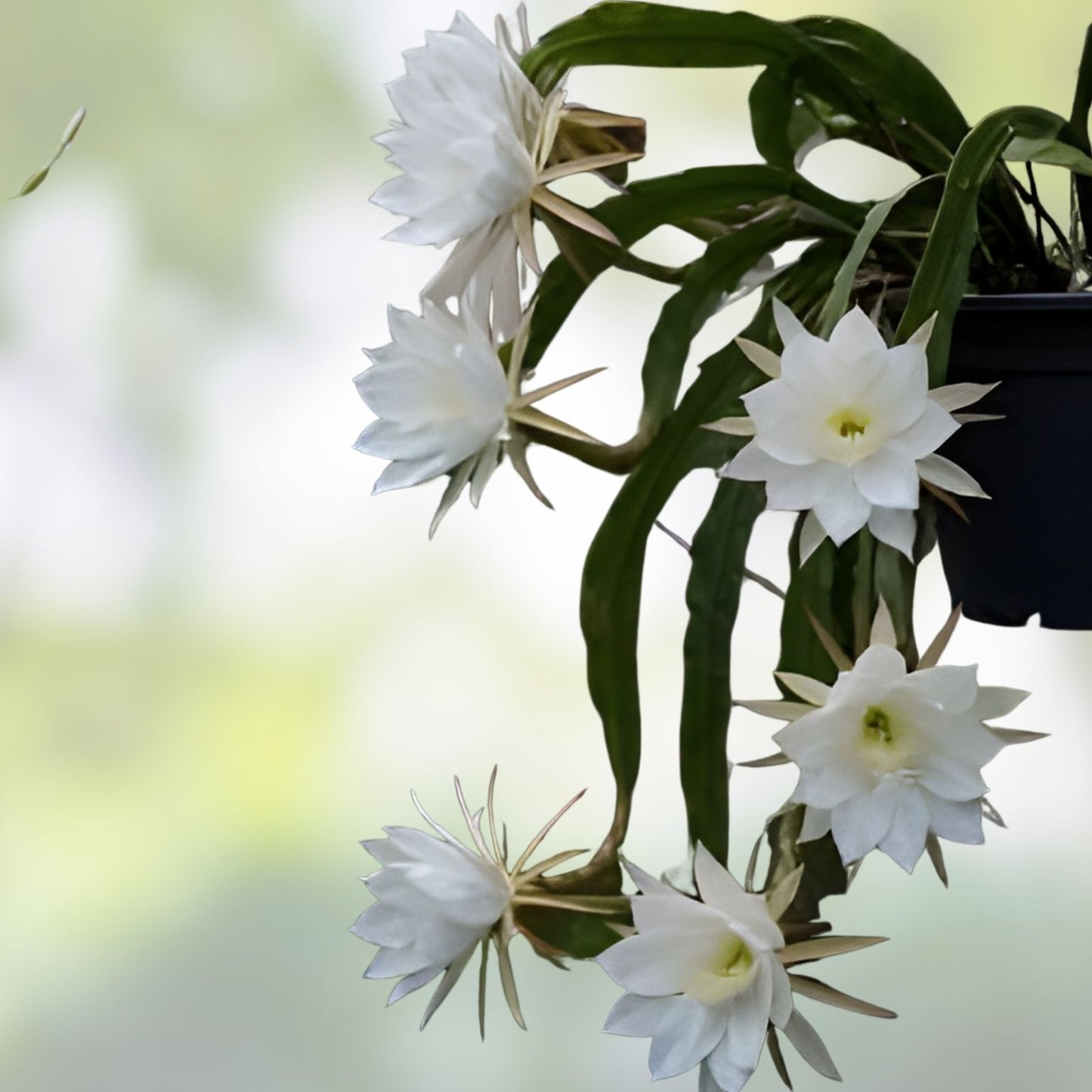 Cereus Night Blooming Cactus - 7-8” Live Rooted Plant - Fragrant Succulent - Cereus peruvianus