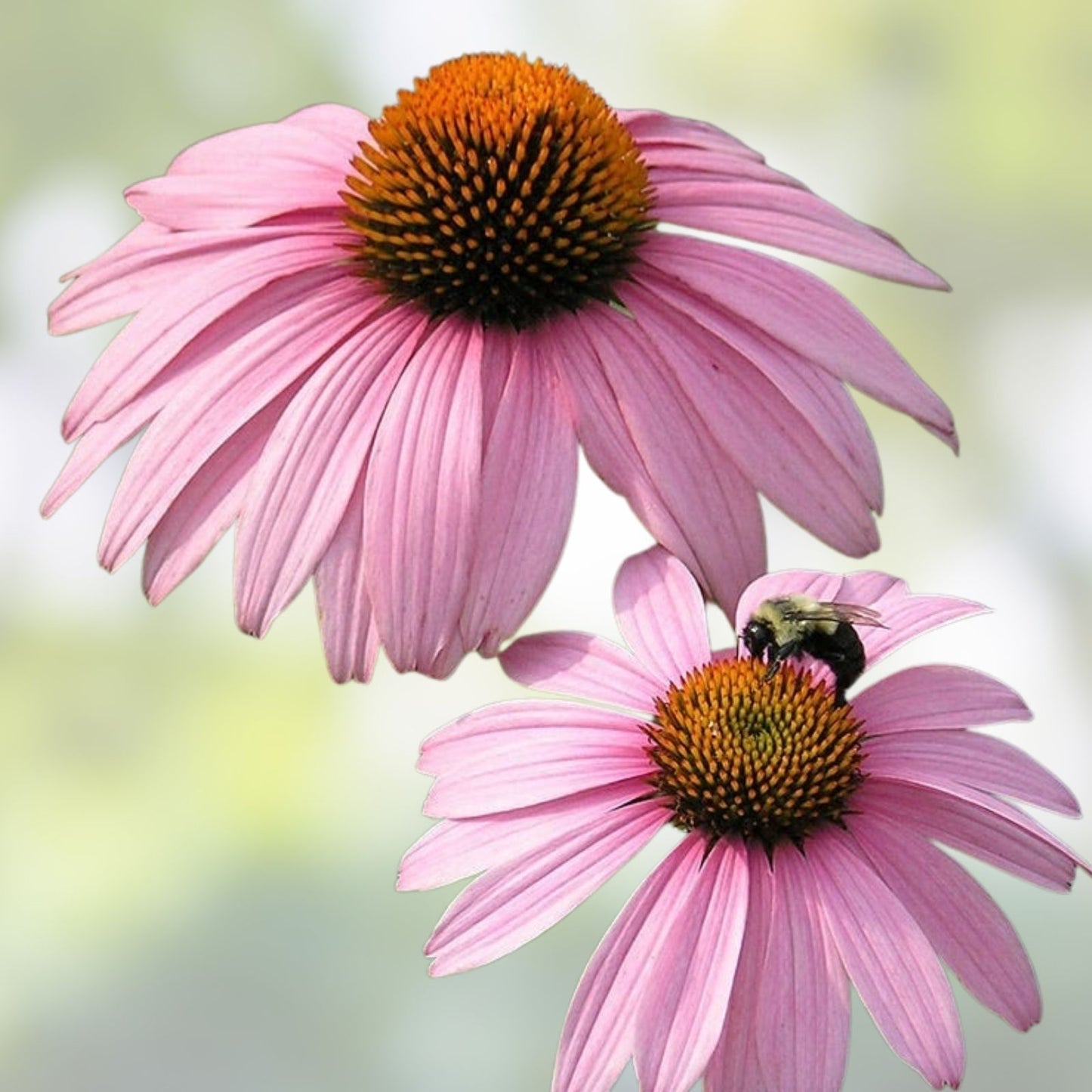 Echinacea Magnus Coneflower Live Plant - 4" Purple Perennial Starter - Echinacea purpurea