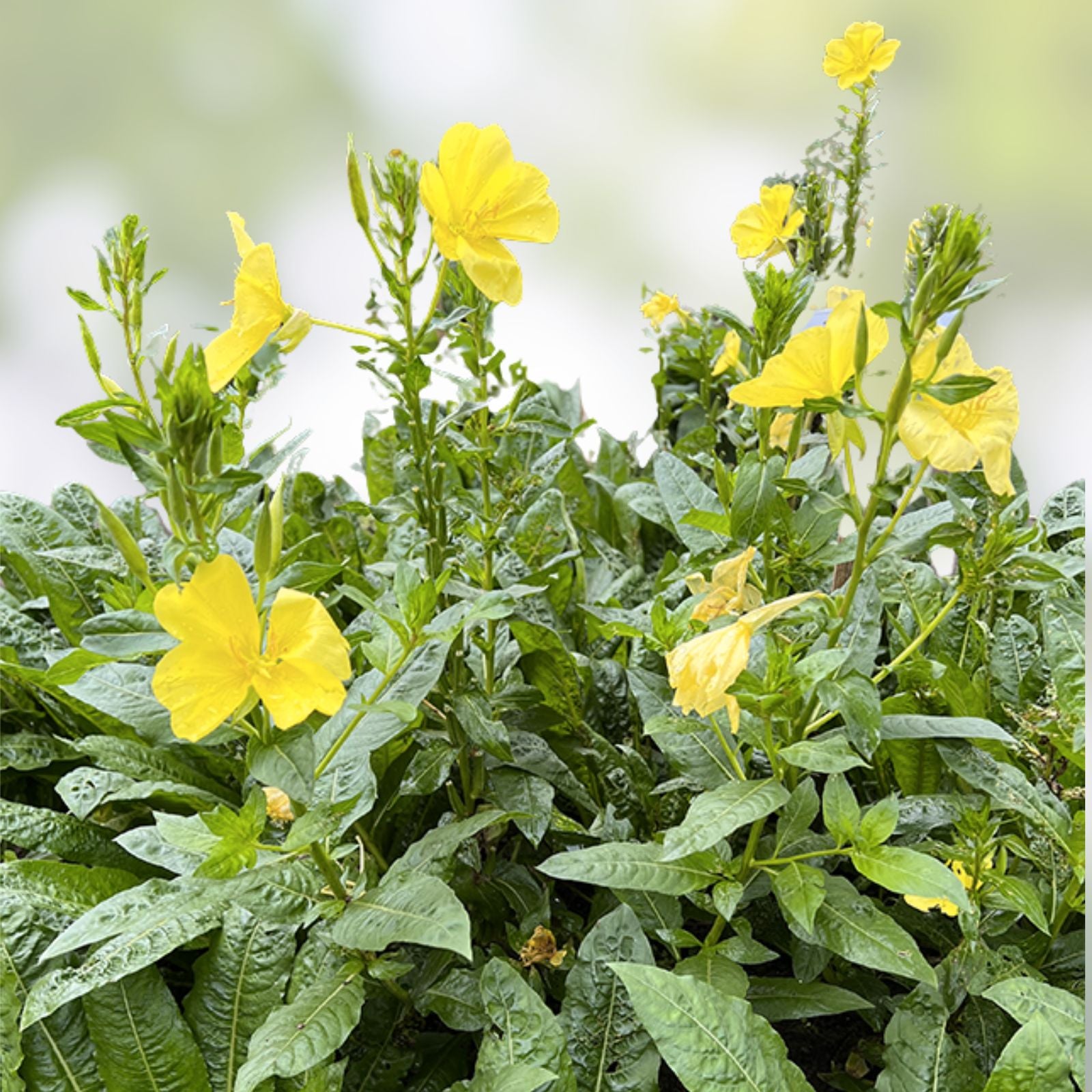 Evening Primrose Seeds for Planting – 500 Count – Oenothera biennis – Non-GMO, Organic, Heirloom Flower Seeds