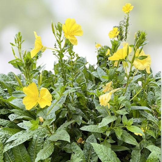 Evening Primrose Seeds for Planting – 500 Count – Oenothera biennis – Non-GMO, Organic, Heirloom Flower Seeds