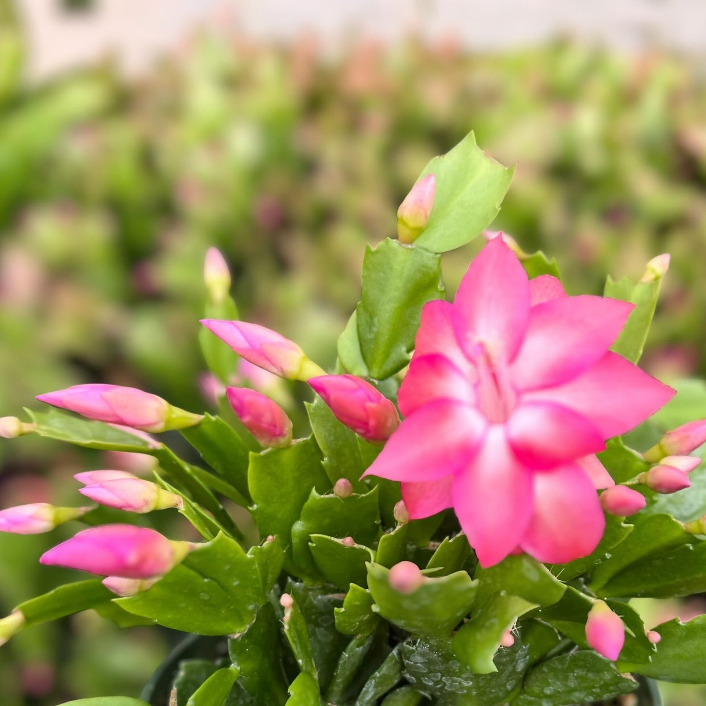 Christmas Cactus Cuttings 3 Segments, Healthy Mature Plant, Schlumbergera, Indoor Houseplant, Easy Care Succulent