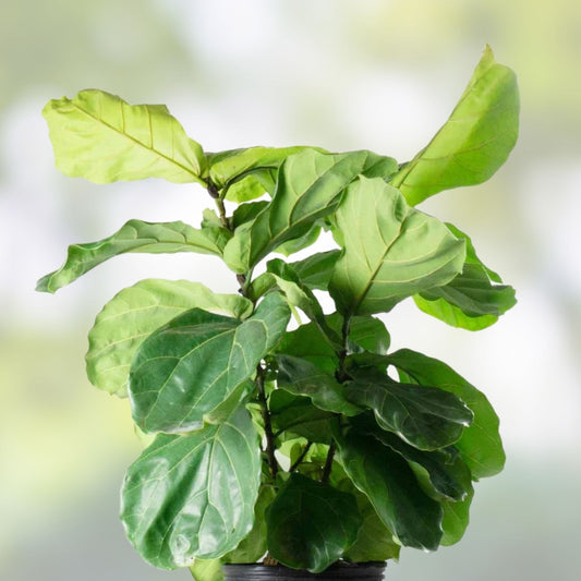 Fiddle Leaf Fig Live Plant 10+ Inches Indoor Houseplant Ficus lyrata Bright Light Tolerant