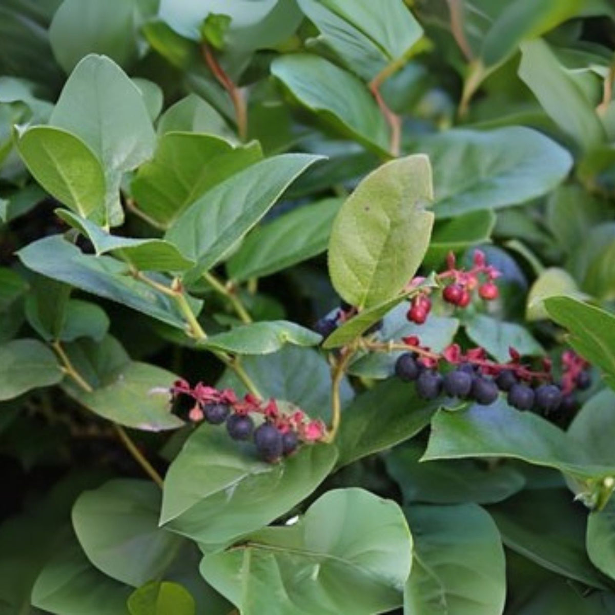 Salal Berry Bush Live Starter Plants Set of 3   Evergreen Shrubs   4" Pot   Gaultheria shallon