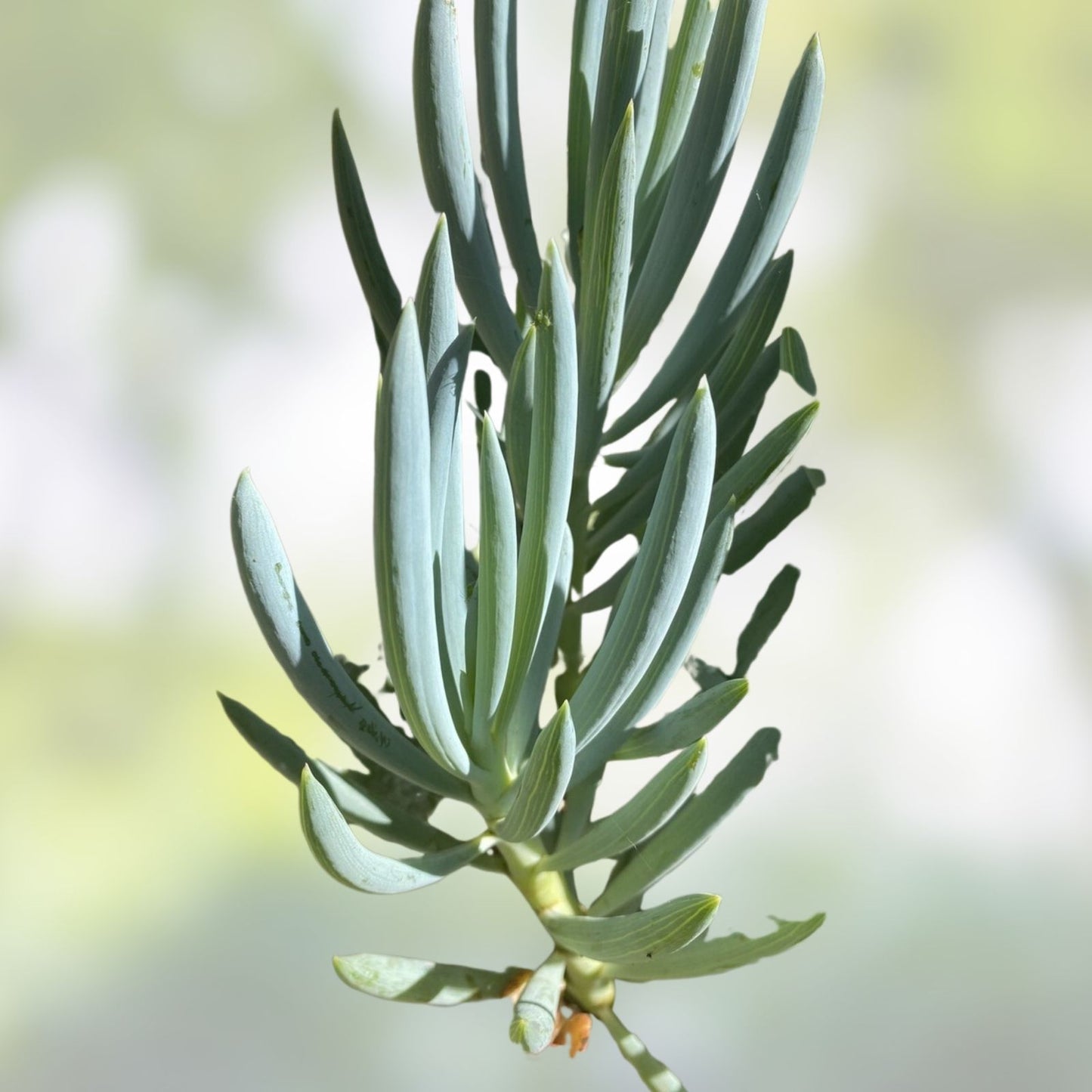 Rare Blue Chalk Sticks Succulent Cutting - Unrooted Live Plant - Senecio serpens - Indoor Outdoor Garden Decor