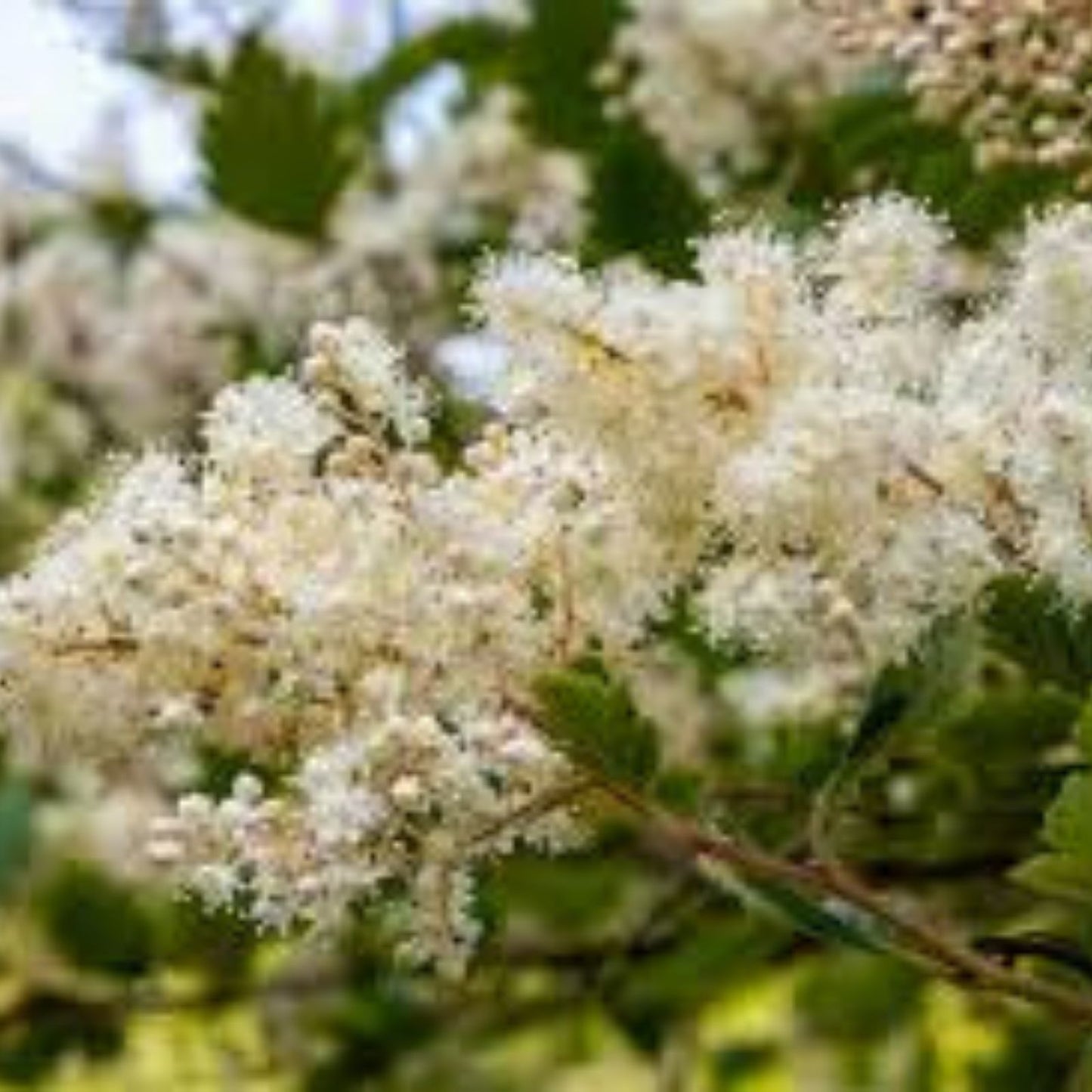 Ocean Spray Bush Seeds 50 Pack - Cream Bush, Holodiscus discolor, Native Garden Seeds, Shrubs for Landscaping